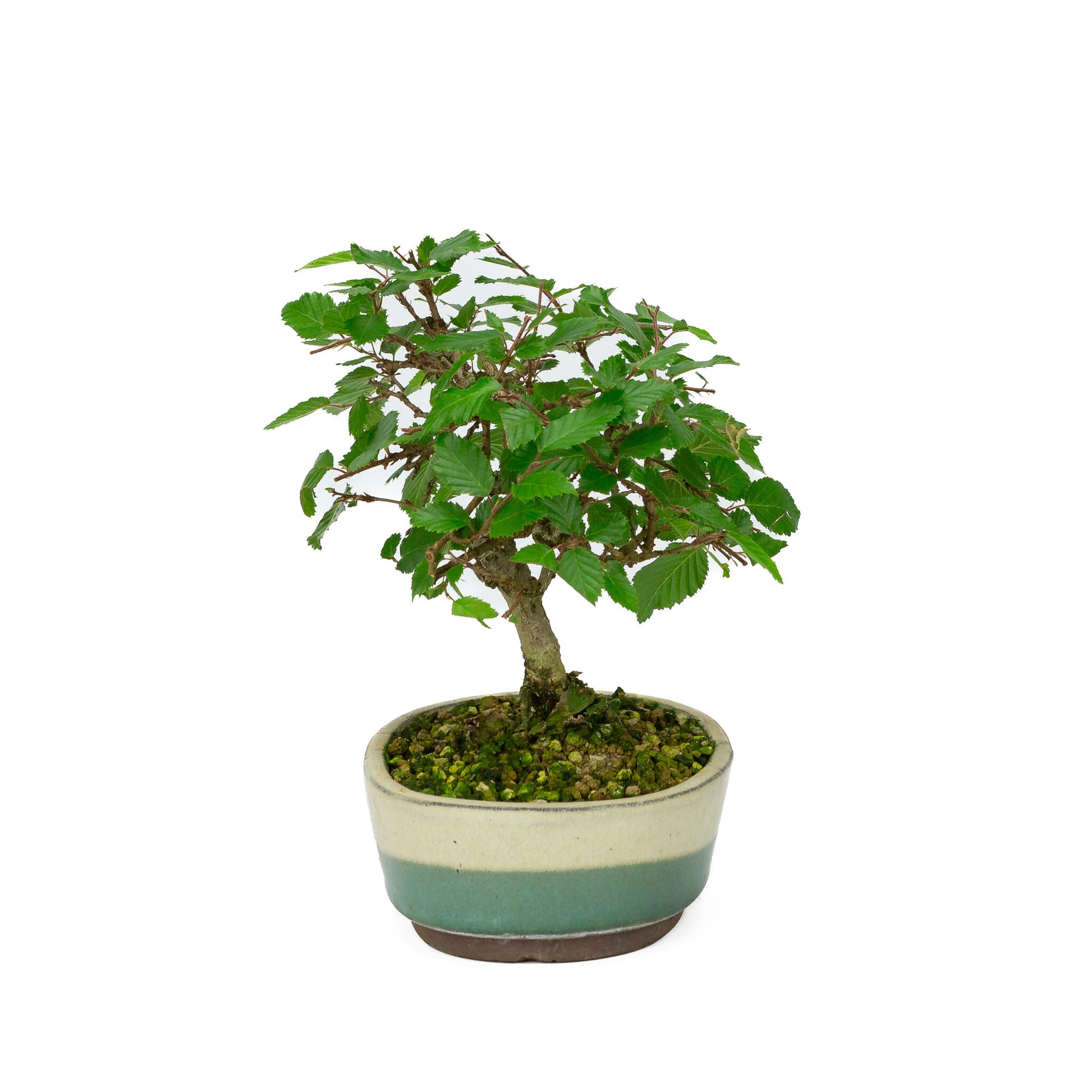 Bonsaï Shohin d'extérieur Carpinus coreana blanc vert pot ovale 15 cm, hauteur ~22 cm