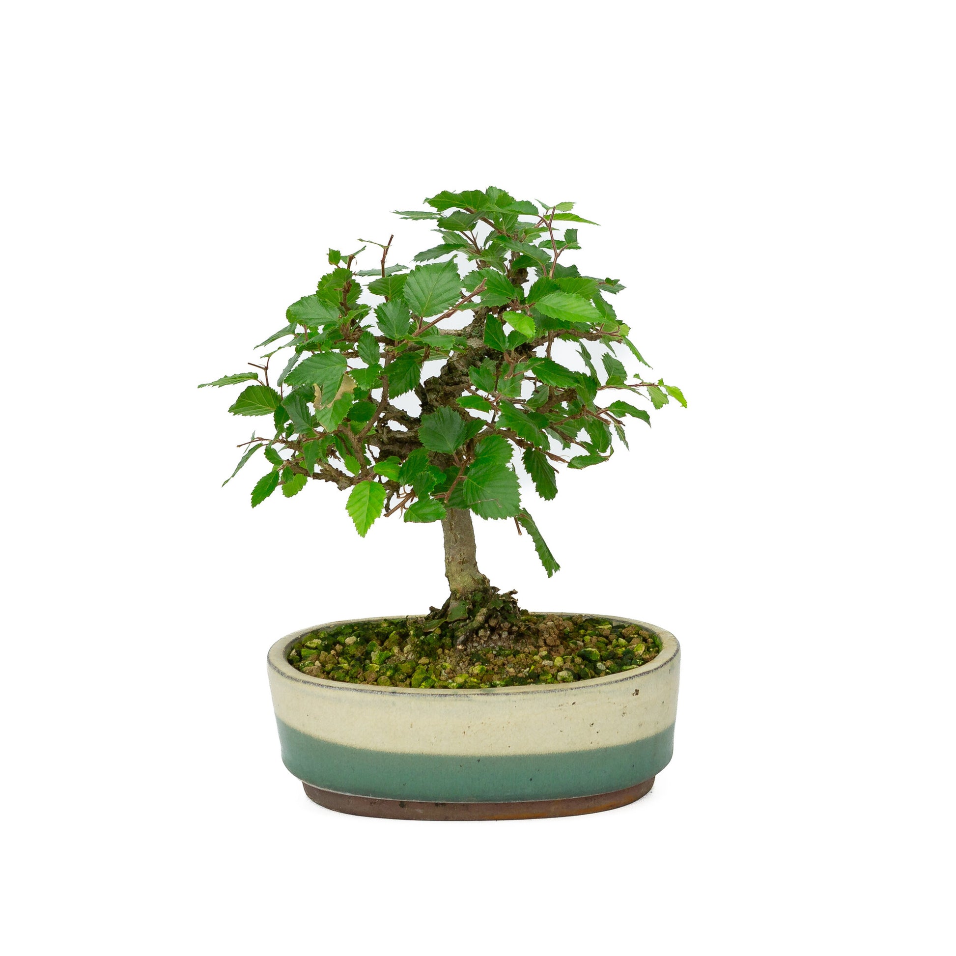 Bonsaï Shohin d'extérieur Carpinus coreana blanc vert pot ovale 15 cm, hauteur ~22 cm