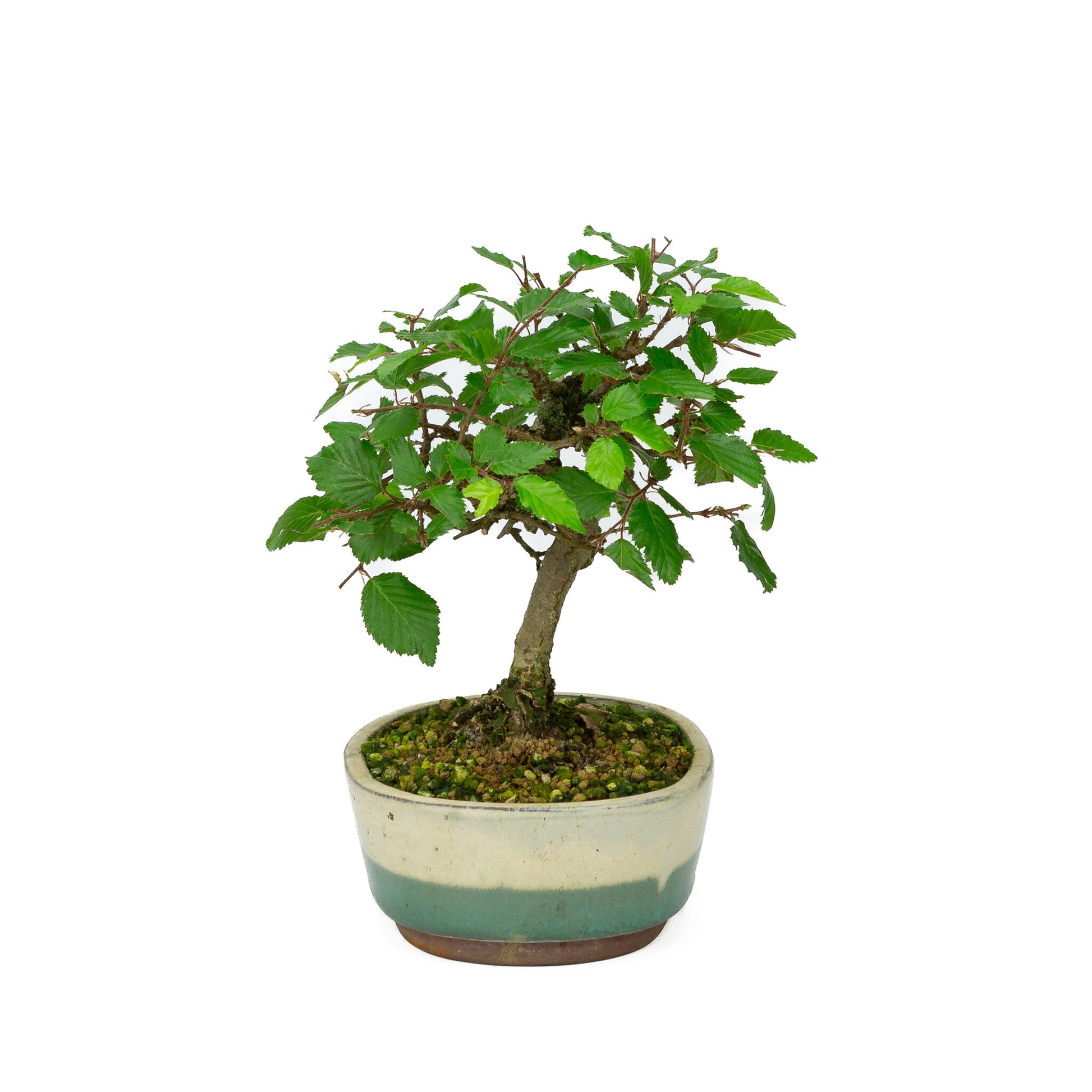 Bonsaï Shohin d'extérieur Carpinus coreana blanc vert pot ovale 15 cm, hauteur ~22 cm