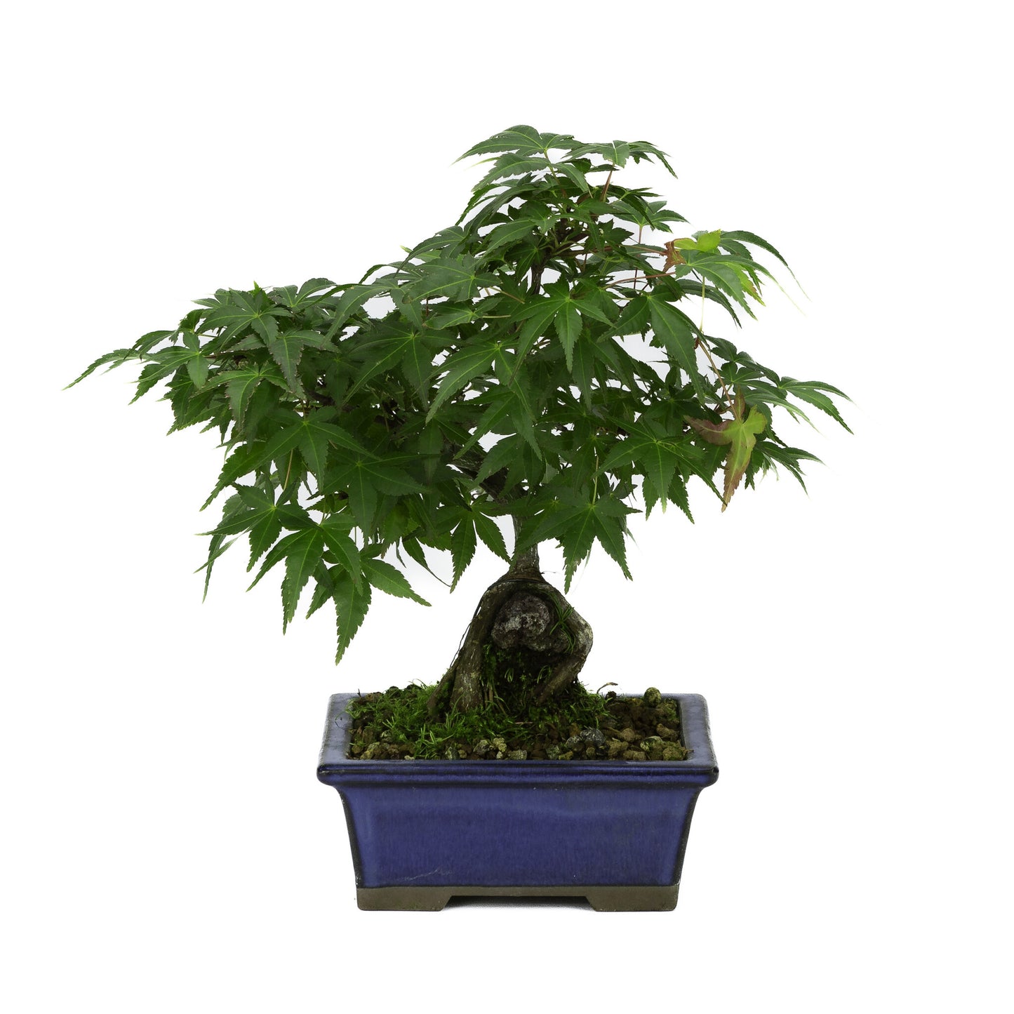 Bonsaï d'extérieur Acer palmatum, racines sur roche, pot rectangulaire bleu, 13 cm, hauteur ~26 cm