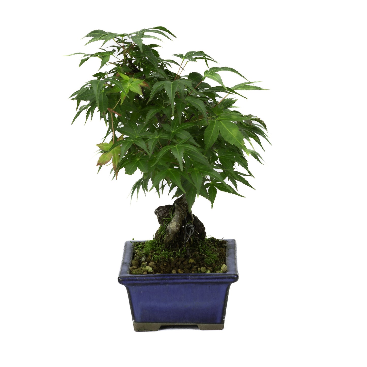 Bonsaï d'extérieur Acer palmatum, racines sur roche, pot rectangulaire bleu, 13 cm, hauteur ~26 cm
