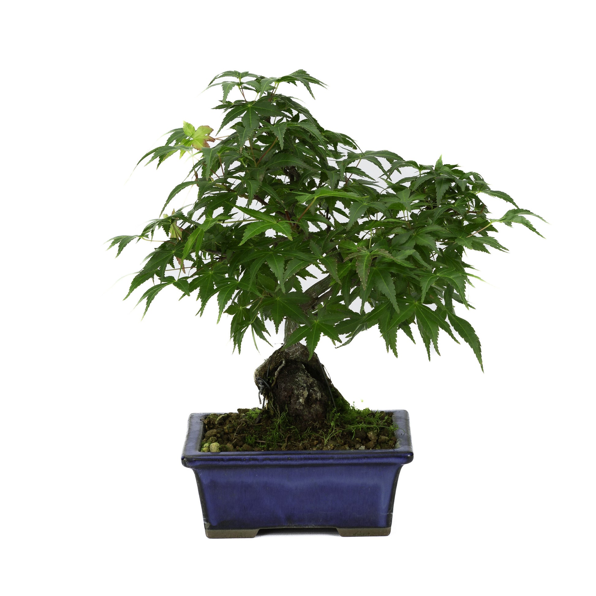Bonsaï d'extérieur Acer palmatum, racines sur roche, pot rectangulaire bleu, 13 cm, hauteur ~26 cm