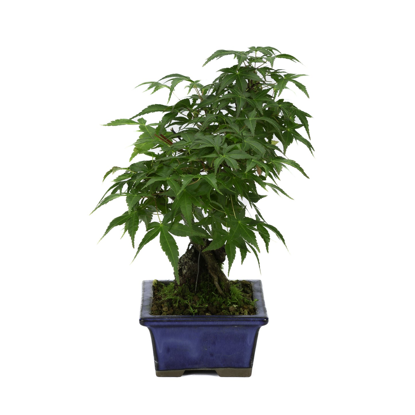 Bonsaï d'extérieur Acer palmatum, racines sur roche, pot rectangulaire bleu, 13 cm, hauteur ~26 cm