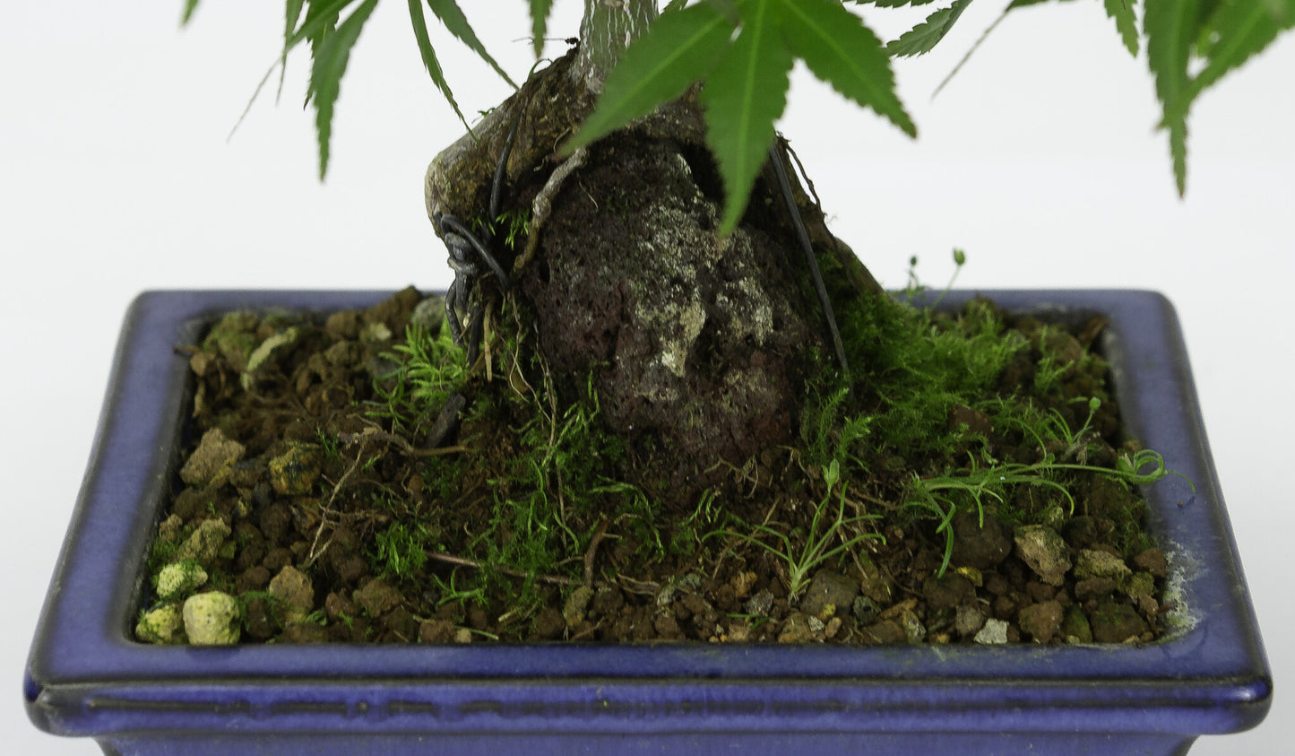 Bonsaï d'extérieur Acer palmatum, racines sur roche, pot rectangulaire bleu, 13 cm, hauteur ~26 cm