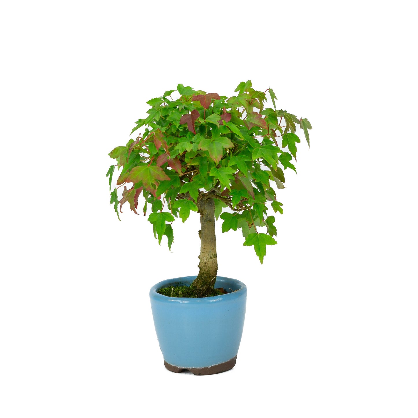 Bonsaï Shohin d'extérieur Acer buergerianum, pot rond bleu clair de 8 cm, hauteur ~23 cm