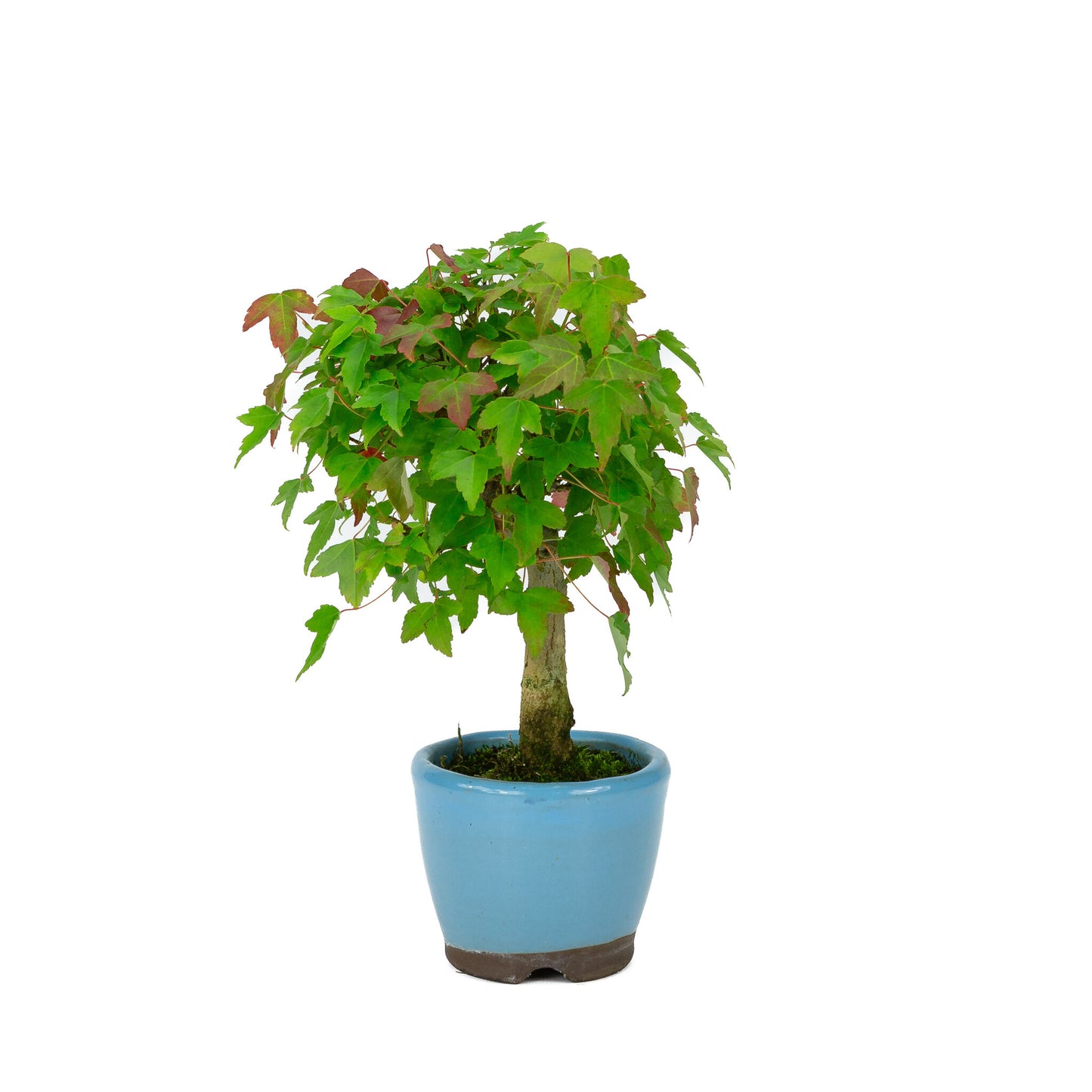 Bonsaï Shohin d'extérieur Acer buergerianum, pot rond bleu clair de 8 cm, hauteur ~23 cm