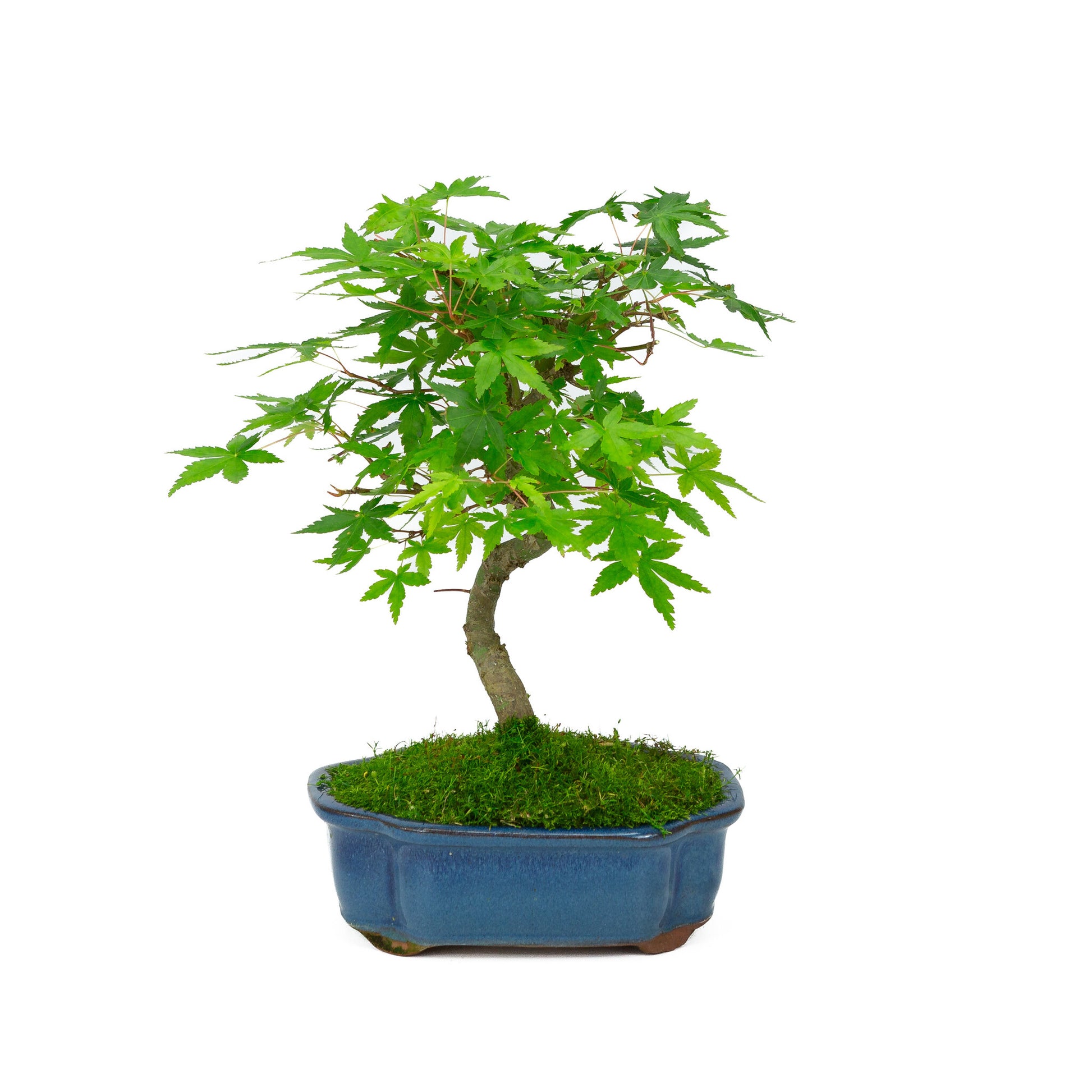 Bonsaï d'extérieur Acer palmatum bleu, pot Mokko 17 cm, hauteur ~26 cm