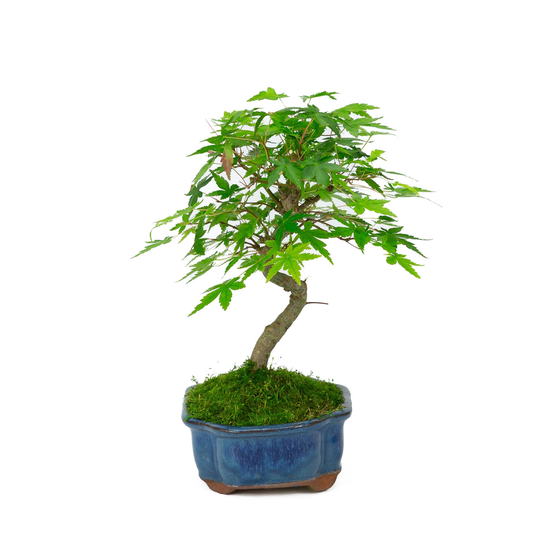 Bonsaï d'extérieur Acer palmatum bleu, pot Mokko 17 cm, hauteur ~26 cm