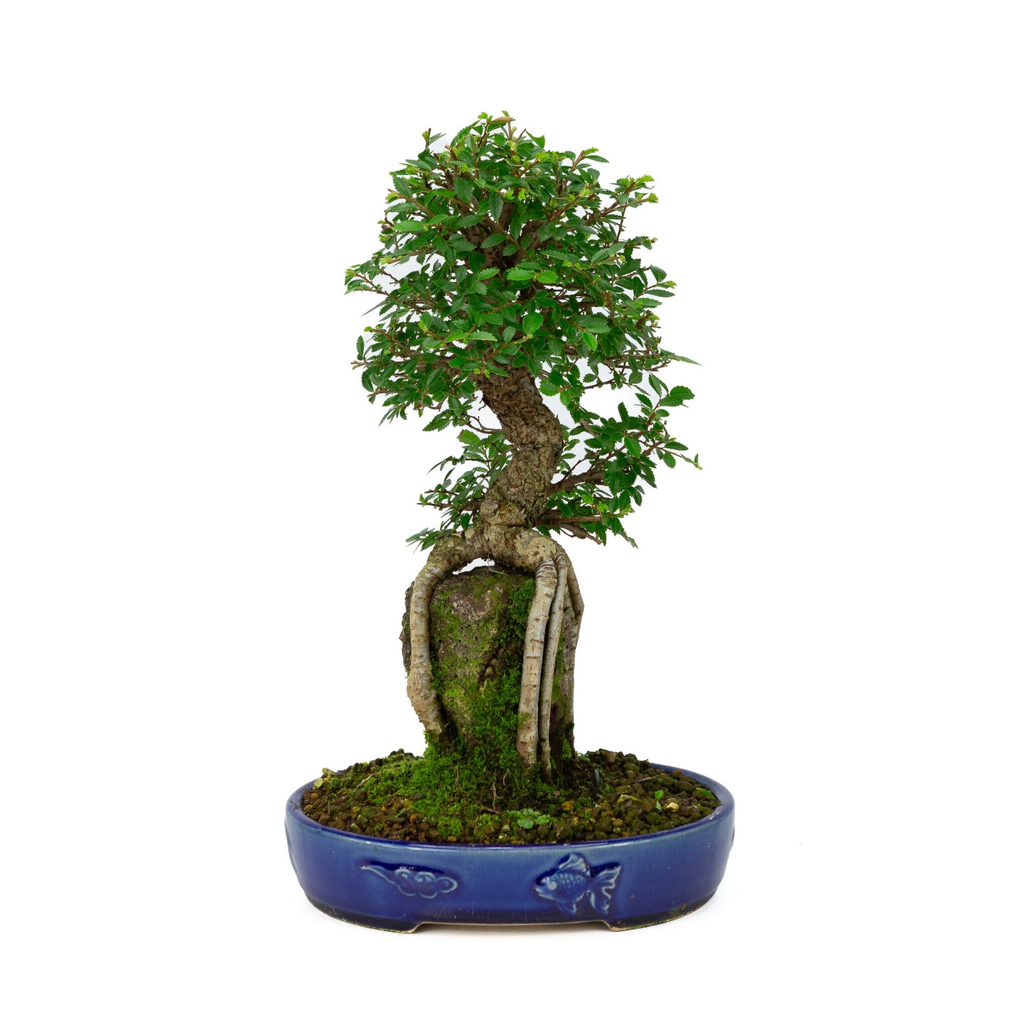 Buiten Bonsai Ulmus parviflora wortels over rots blauwe ovale pot 20cm, hoogte ~34cm