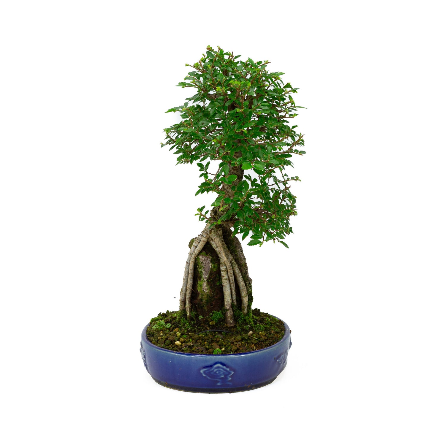 Buiten Bonsai Ulmus parviflora wortels over rots blauwe ovale pot 20cm, hoogte ~34cm