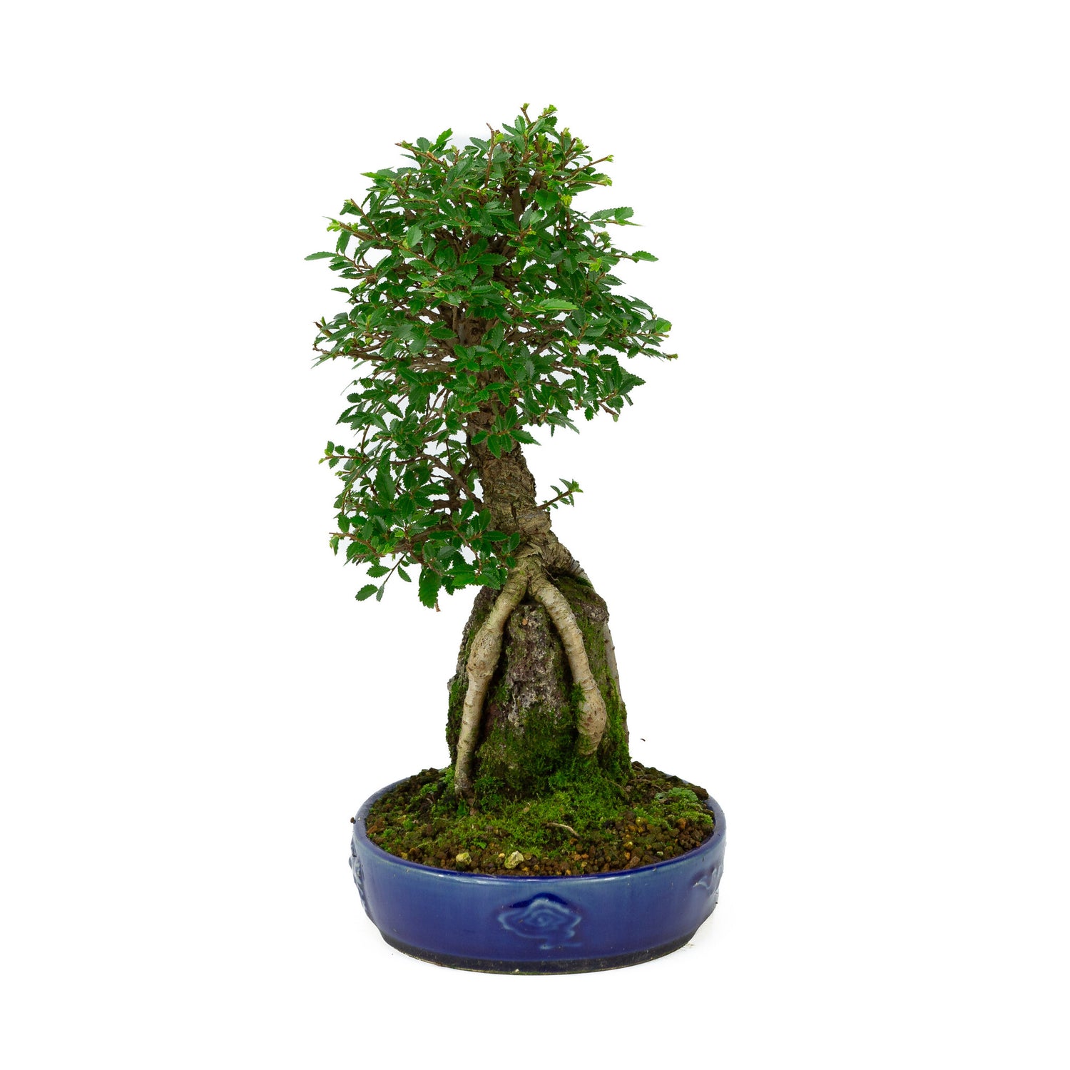 Buiten Bonsai Ulmus parviflora wortels over rots blauwe ovale pot 20cm, hoogte ~34cm
