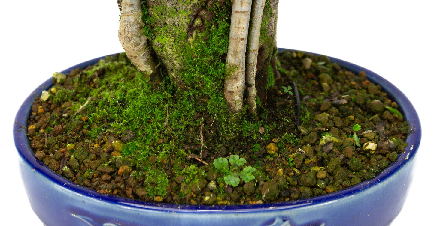 Buiten Bonsai Ulmus parviflora wortels over rots blauwe ovale pot 20cm, hoogte ~34cm