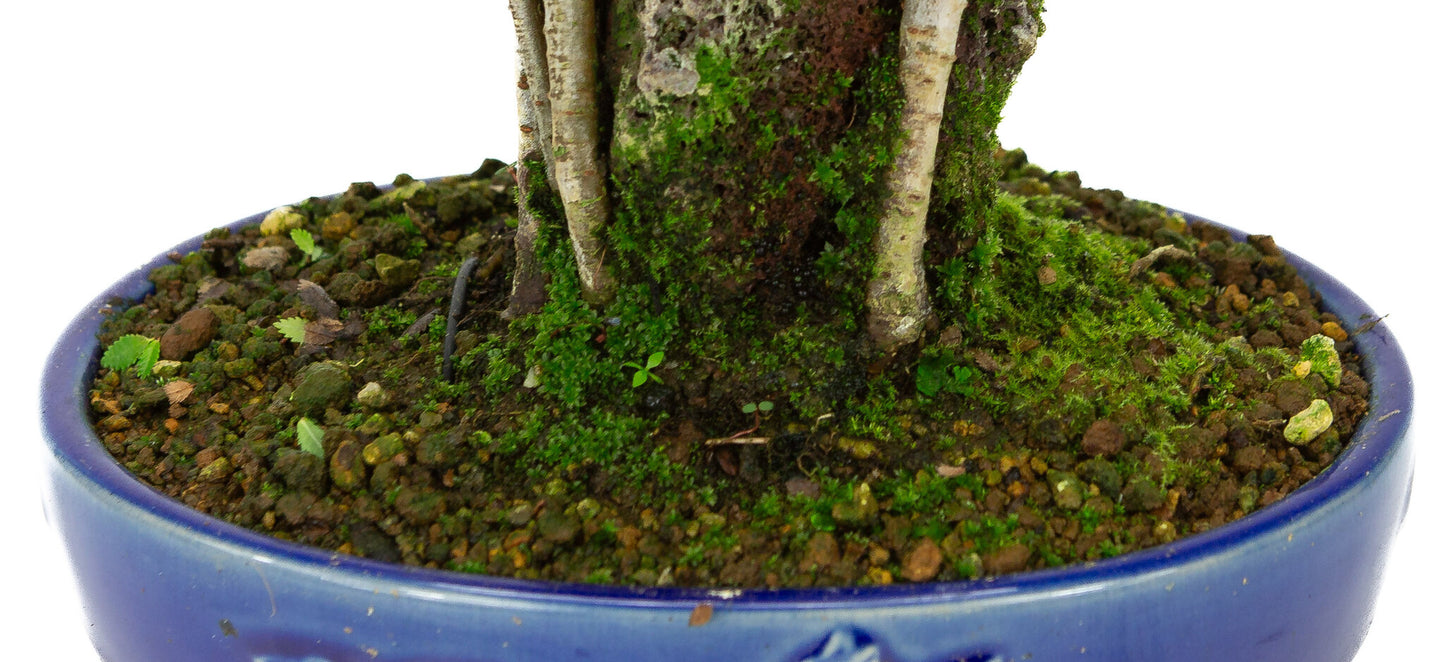 Buiten Bonsai Ulmus parviflora wortels over rots blauwe ovale pot 20cm, hoogte ~34cm