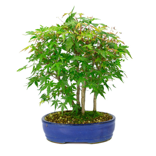 Buiten Bonsai Acer palmatum blauwe ovale pot 22cm, hoogte ~36cm