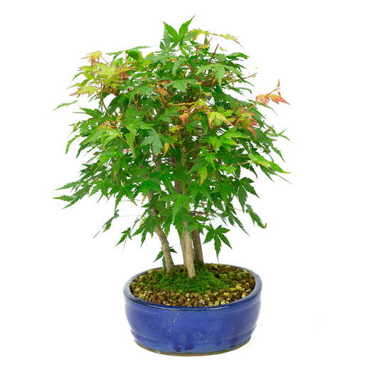 Bonsaï d'extérieur Acer palmatum, pot ovale bleu de 22 cm, hauteur ~36 cm