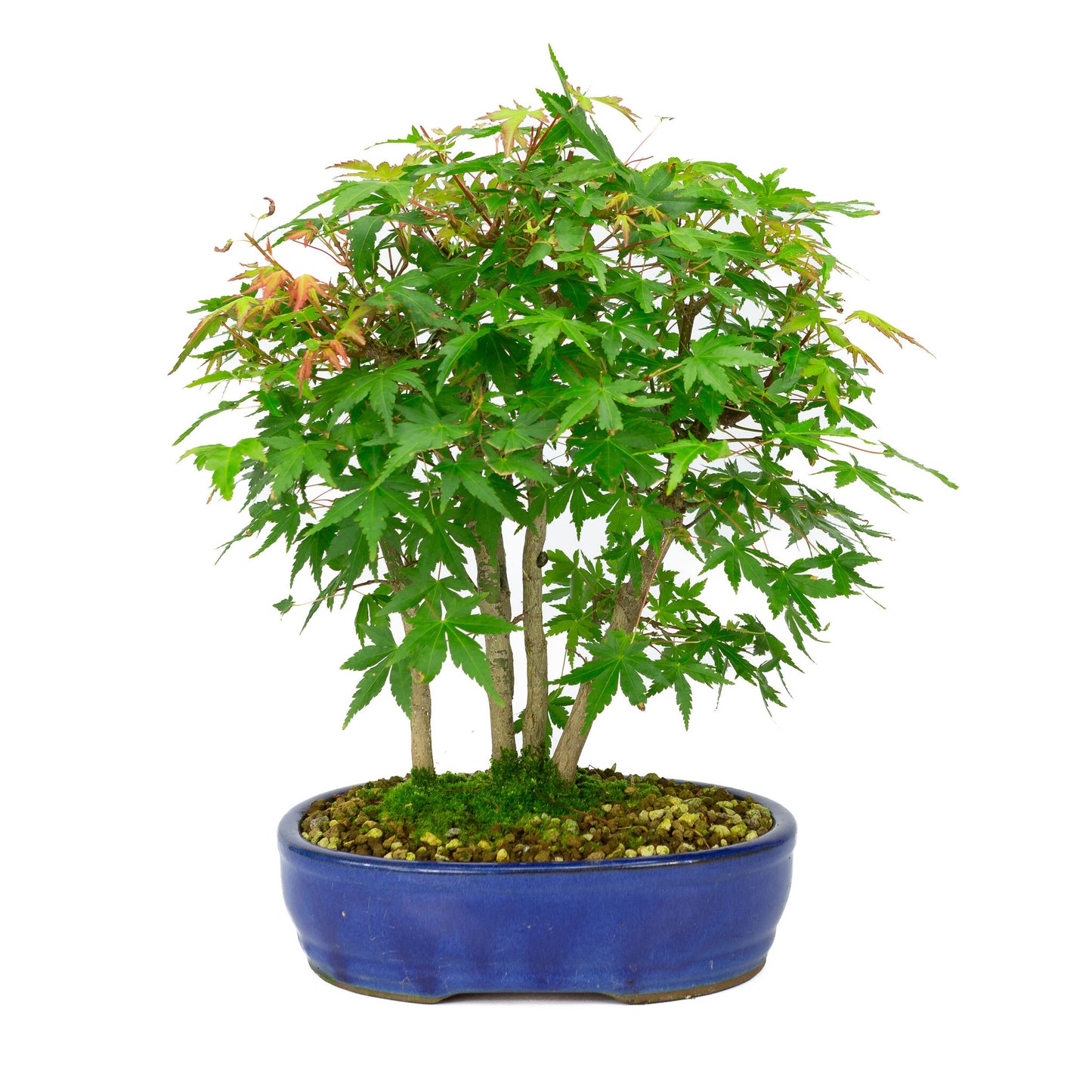 Bonsaï d'extérieur Acer palmatum, pot ovale bleu de 22 cm, hauteur ~36 cm