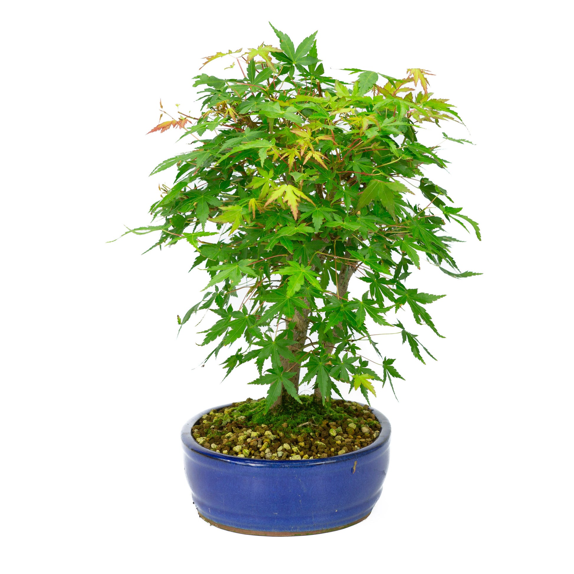 Bonsaï d'extérieur Acer palmatum, pot ovale bleu de 22 cm, hauteur ~36 cm