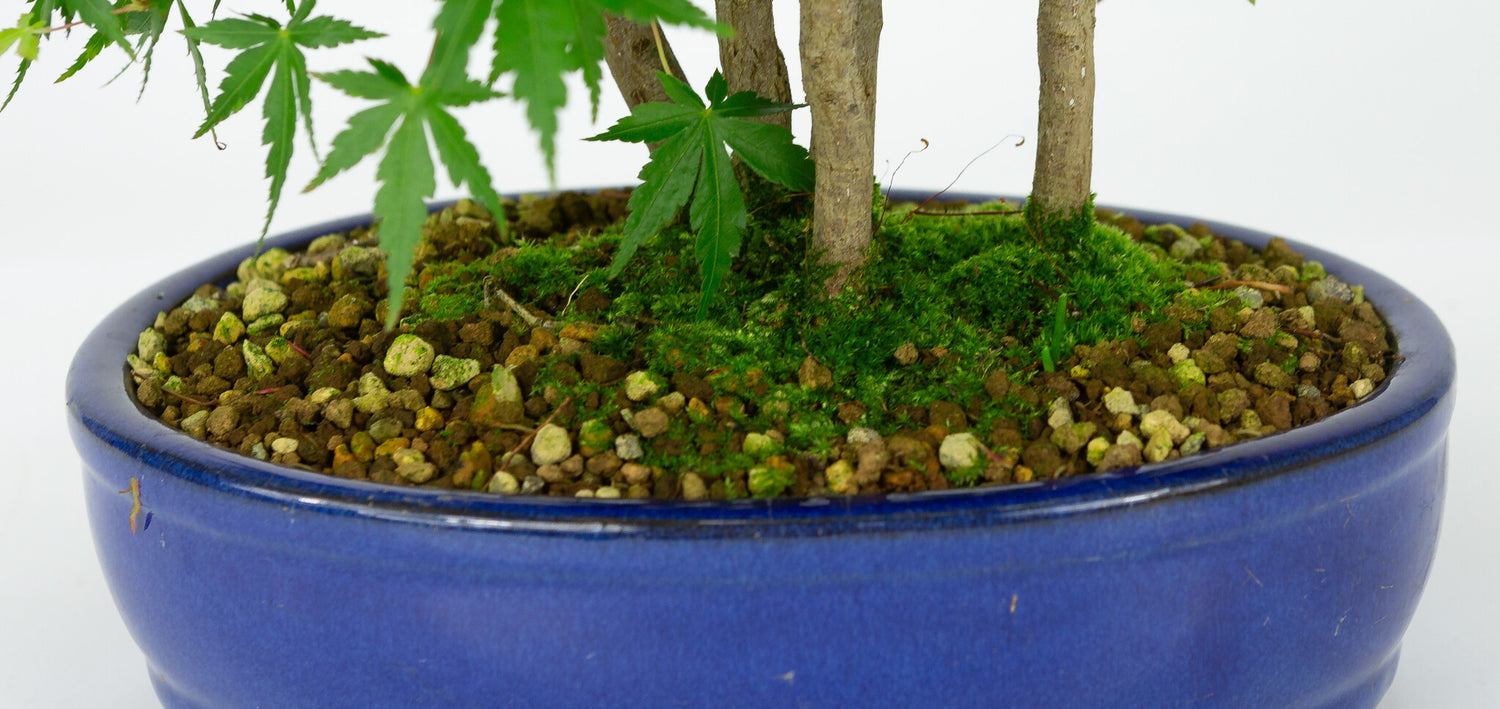 Buiten Bonsai Acer palmatum blauwe ovale pot 22cm, hoogte ~36cm