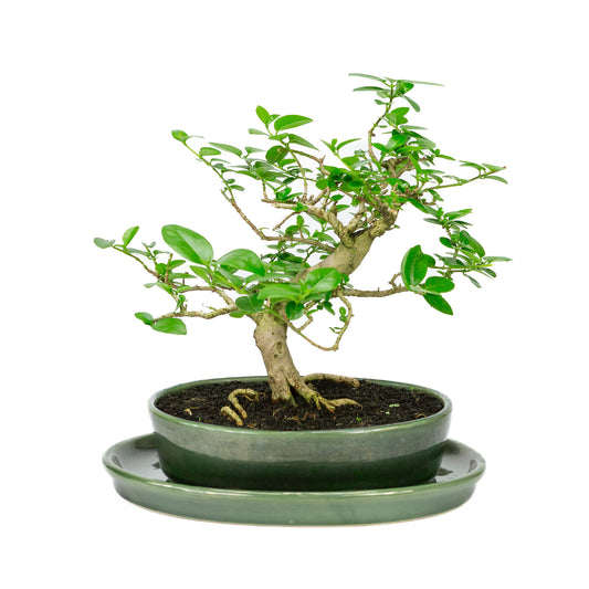 Binnen Bonsai Premna groene ovale pot 22cm, hoogte ~27cm