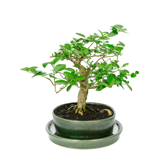 Binnen Bonsai Premna groene ovale pot 22cm, hoogte ~27cm
