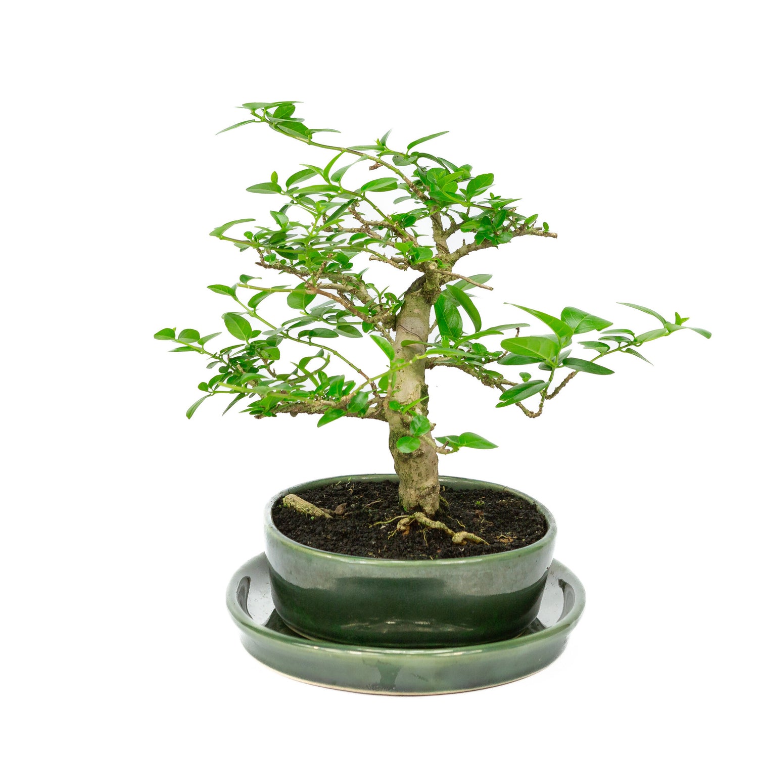 Binnen Bonsai Premna groene ovale pot 22cm, hoogte ~27cm