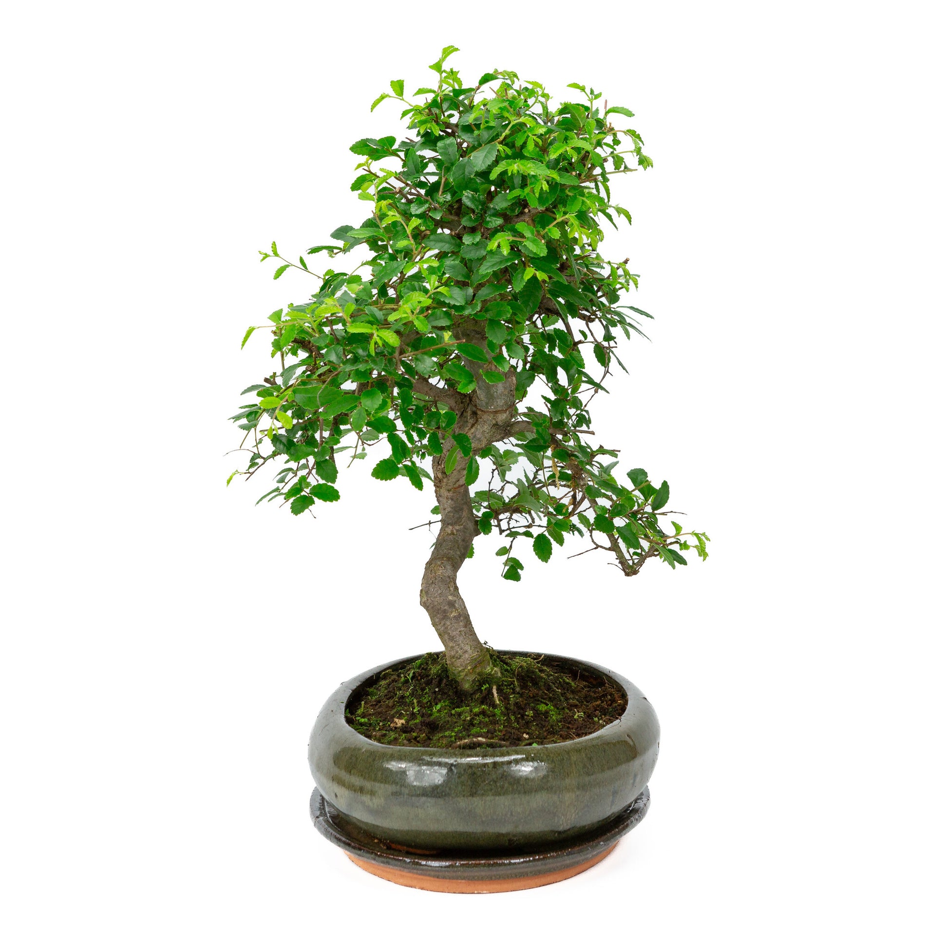 Bonsaï d'intérieur en forme de zelkova, pot ovale vert de 29 cm, hauteur ~ 40 cm