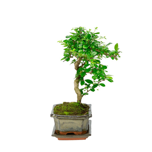 Binnen Bonsai Carmona shape groene rechthoekige pot 20cm, hoogte ~30cm