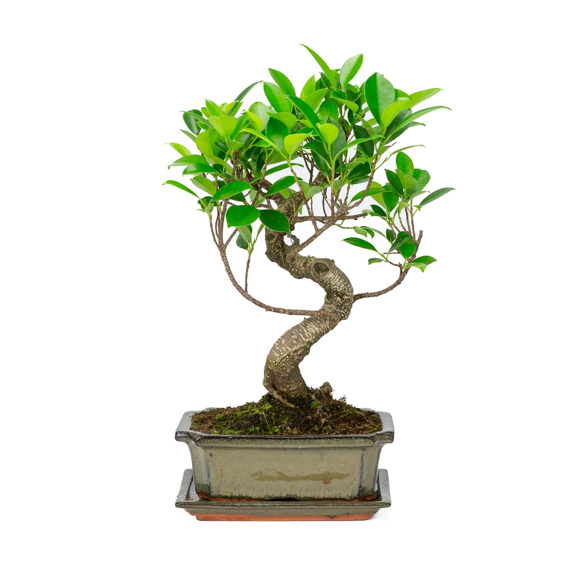Bonsaï d'intérieur Ficus retusa en pot rectangulaire vert de 20 cm, hauteur ~ 36 cm