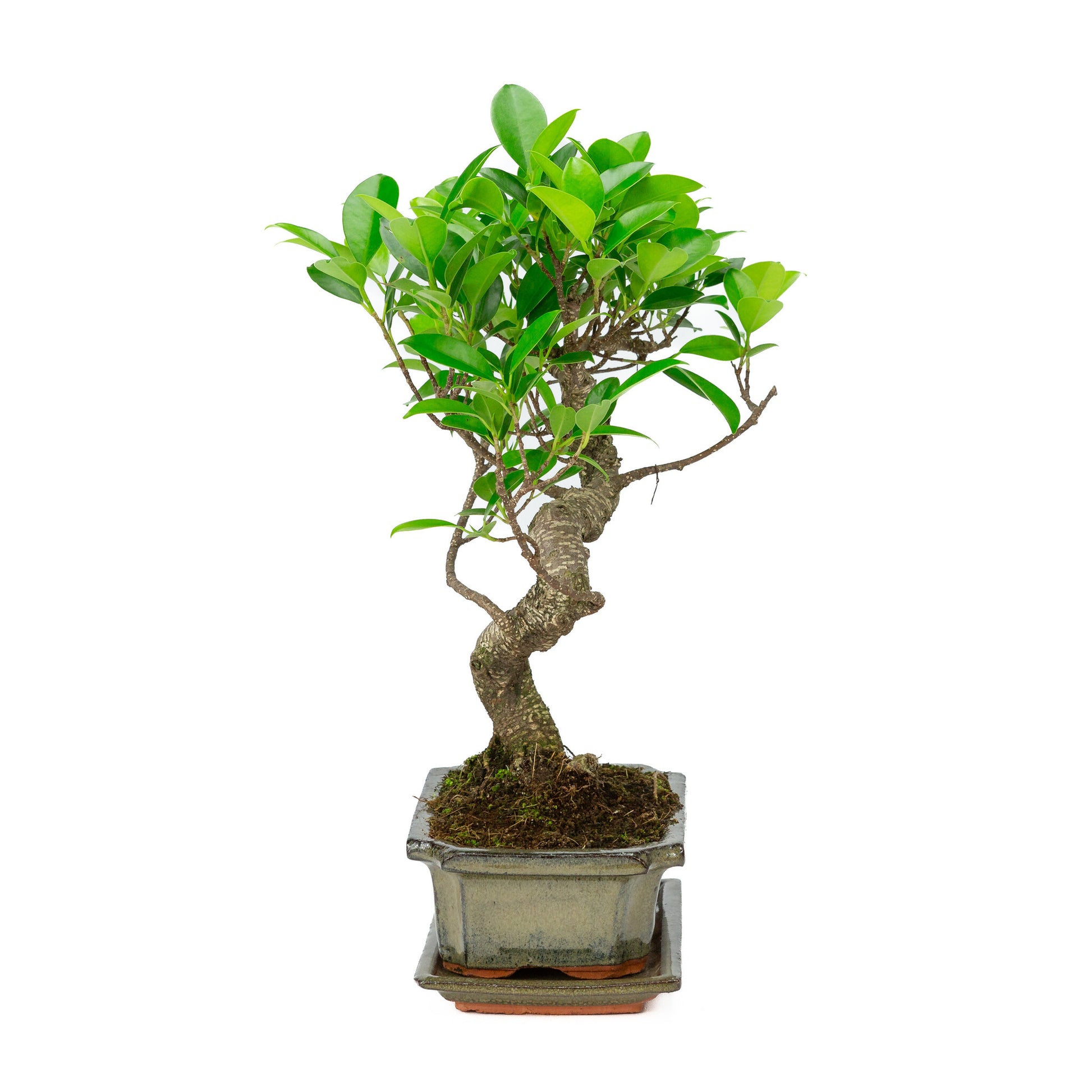 Bonsaï d'intérieur Ficus retusa en pot rectangulaire vert de 20 cm, hauteur ~ 36 cm