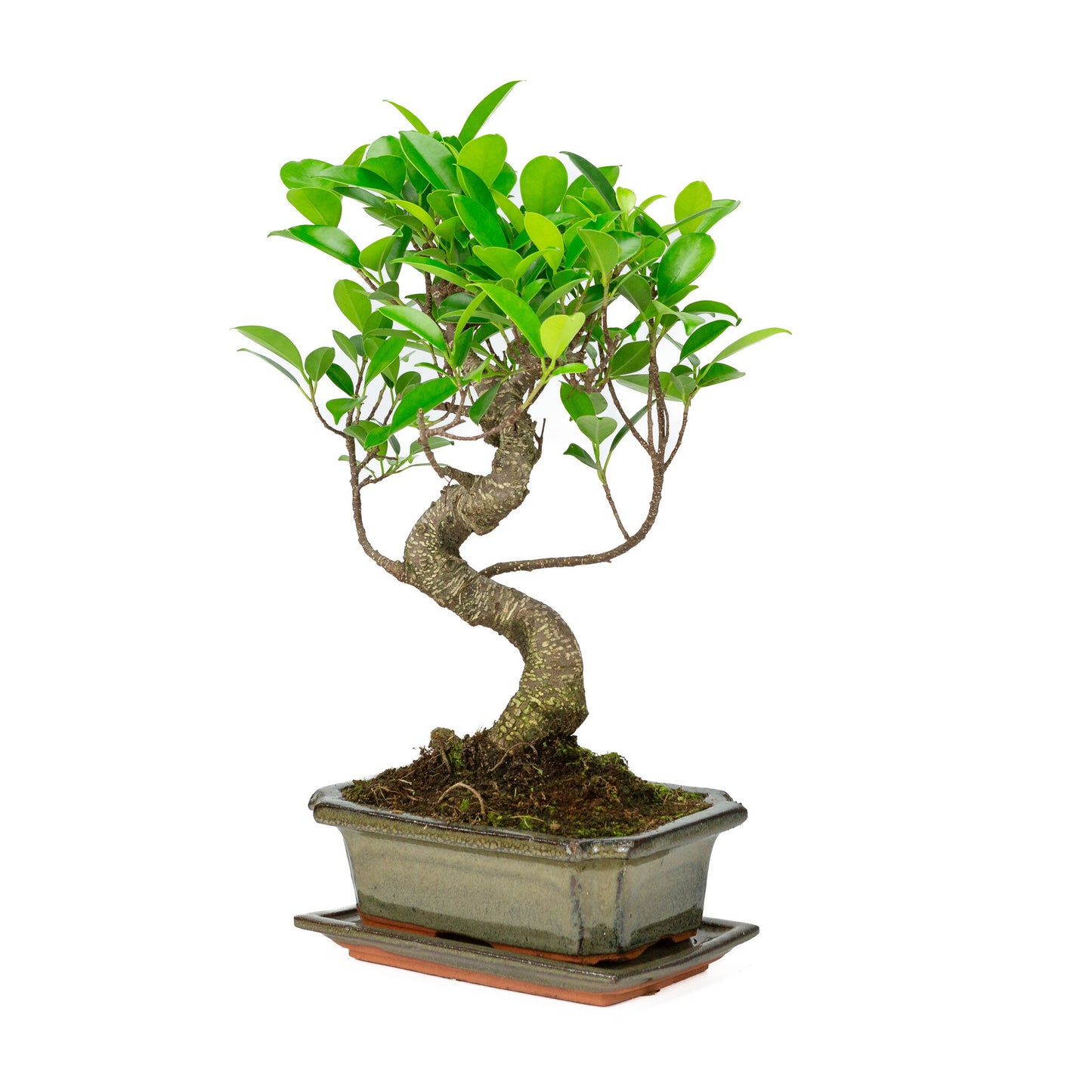Bonsaï d'intérieur Ficus retusa en pot rectangulaire vert de 20 cm, hauteur ~ 36 cm