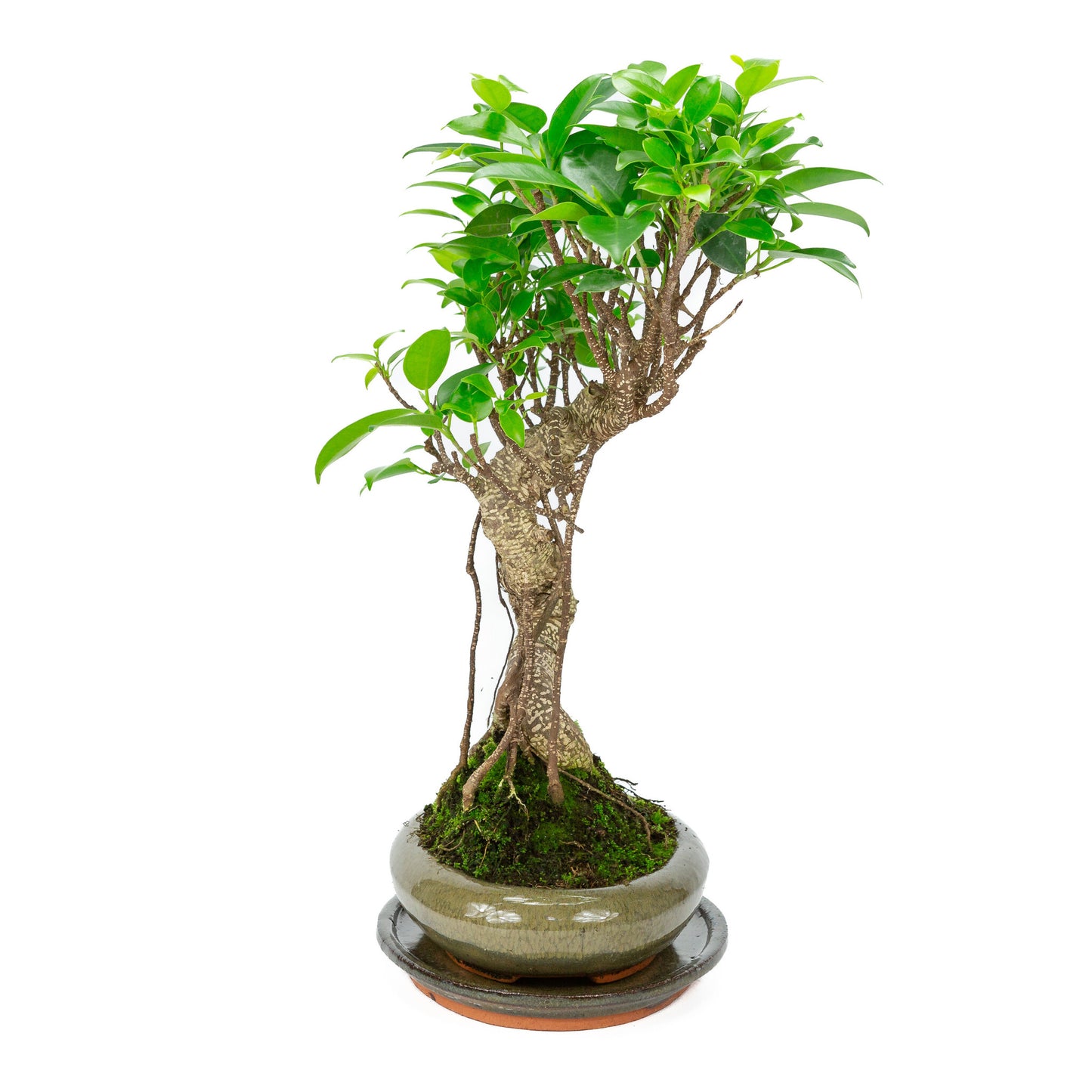 Bonsaï d'intérieur Ficus retusa, pot ovale vert de 24 cm, hauteur ~ 40 cm