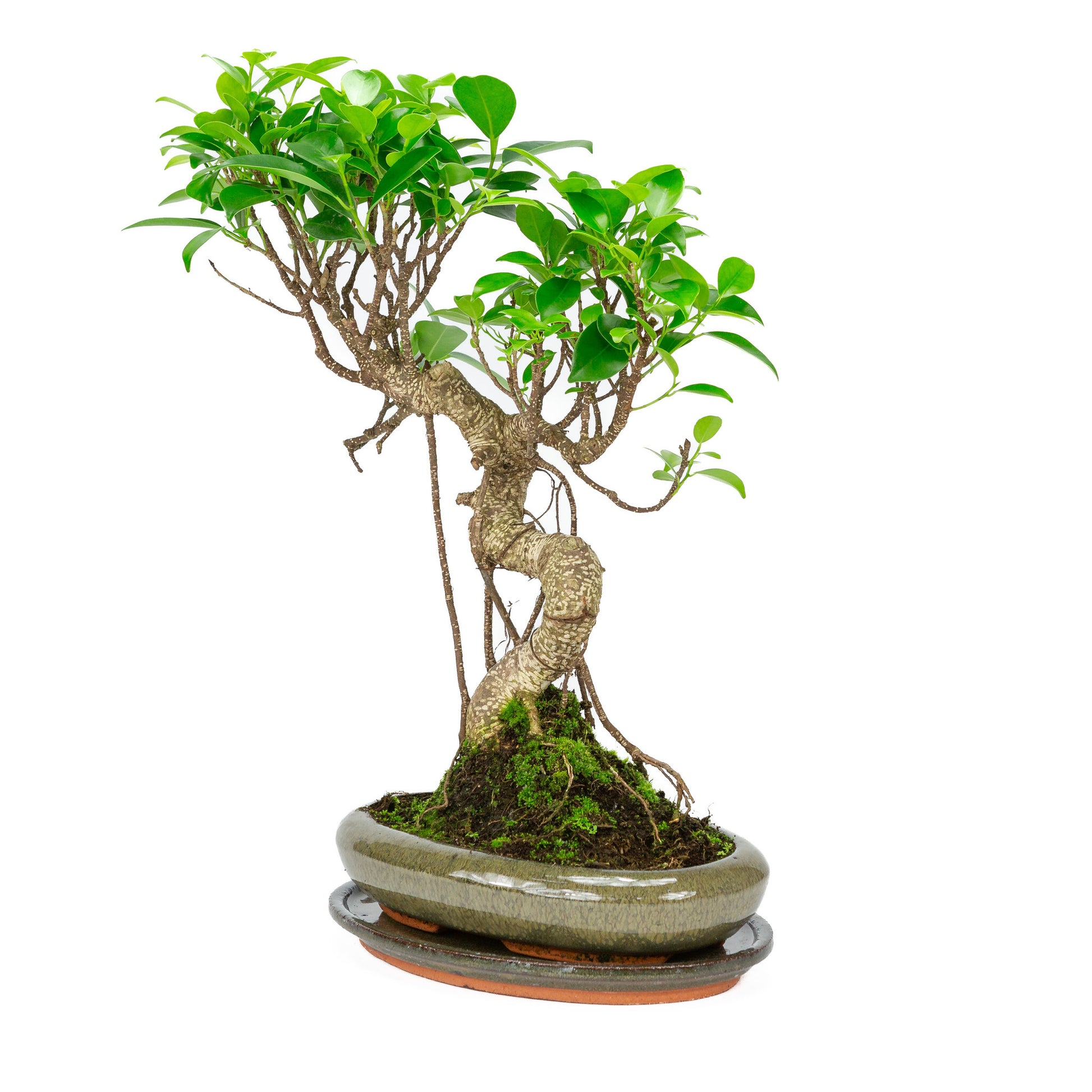 Bonsaï d'intérieur Ficus retusa, pot ovale vert de 24 cm, hauteur ~ 40 cm