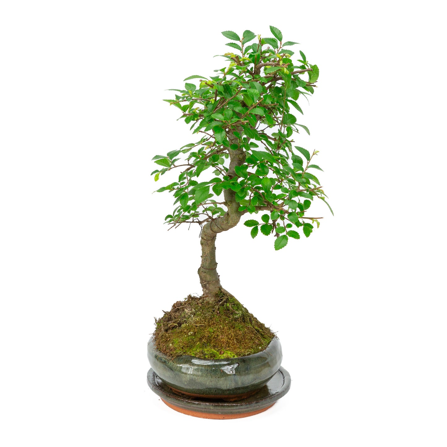 Bonsaï d'intérieur en forme de zelkova, pot ovale vert de 24 cm, hauteur ~ 35 cm