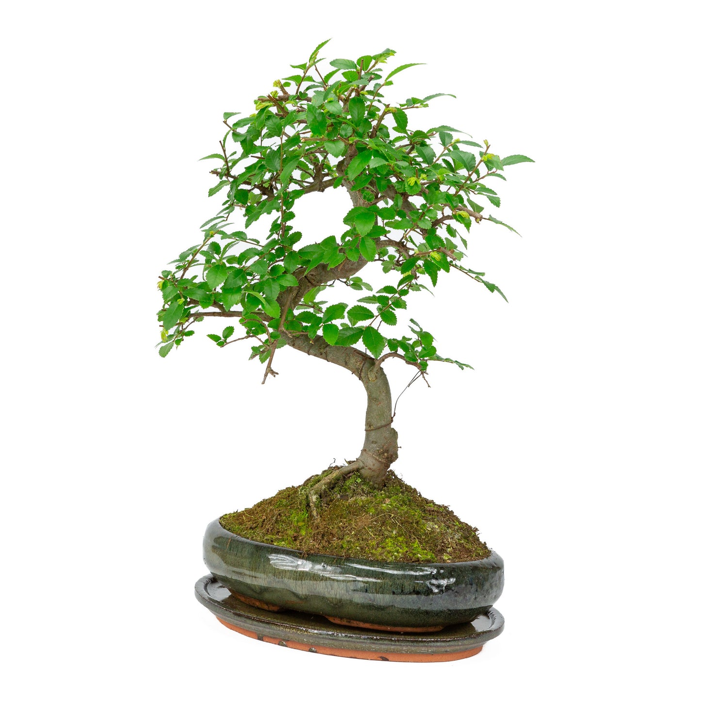 Bonsaï d'intérieur en forme de zelkova, pot ovale vert de 24 cm, hauteur ~ 35 cm