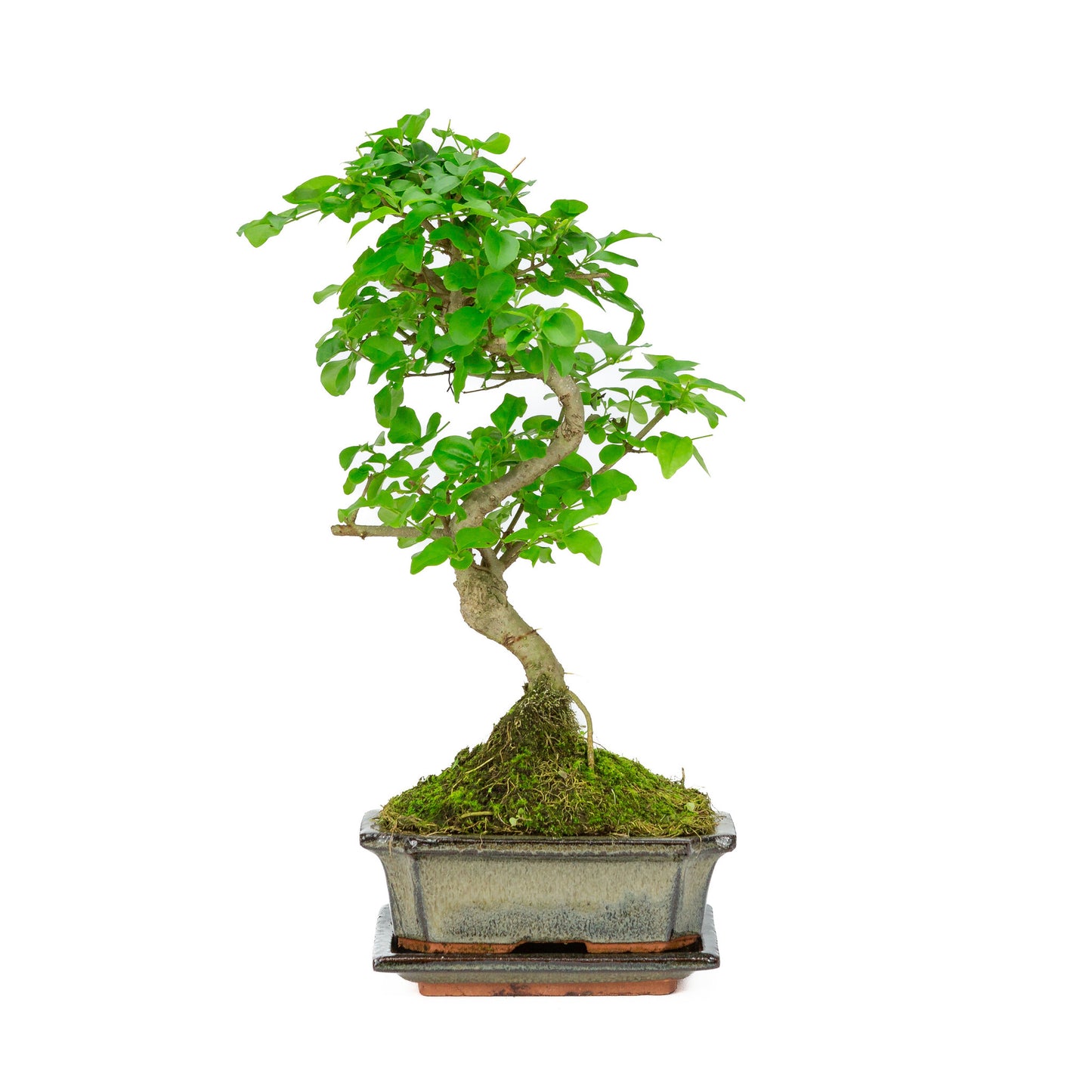 Bonsaï d'intérieur Ligustrum sinensis, pot rectangulaire vert de 15 cm, hauteur ~ 28 cm