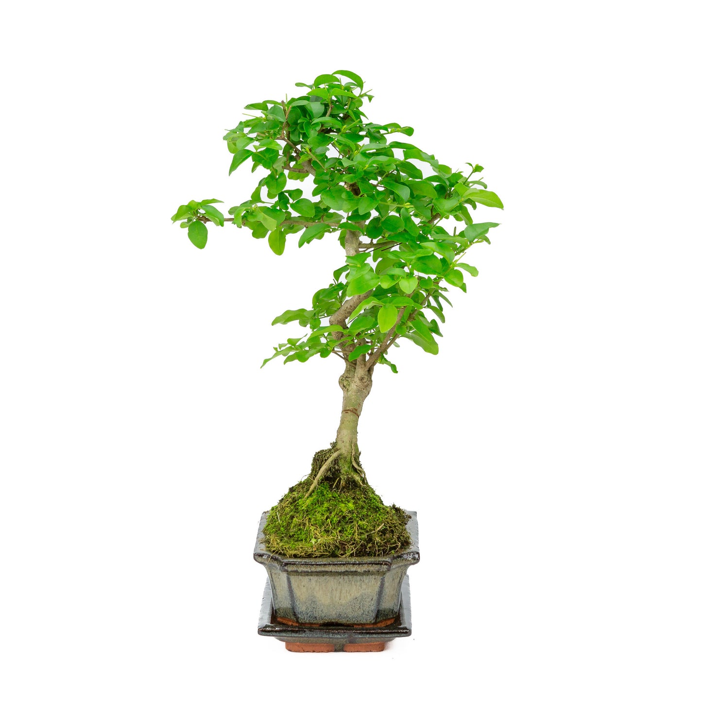 Bonsaï d'intérieur Ligustrum sinensis, pot rectangulaire vert de 15 cm, hauteur ~ 28 cm