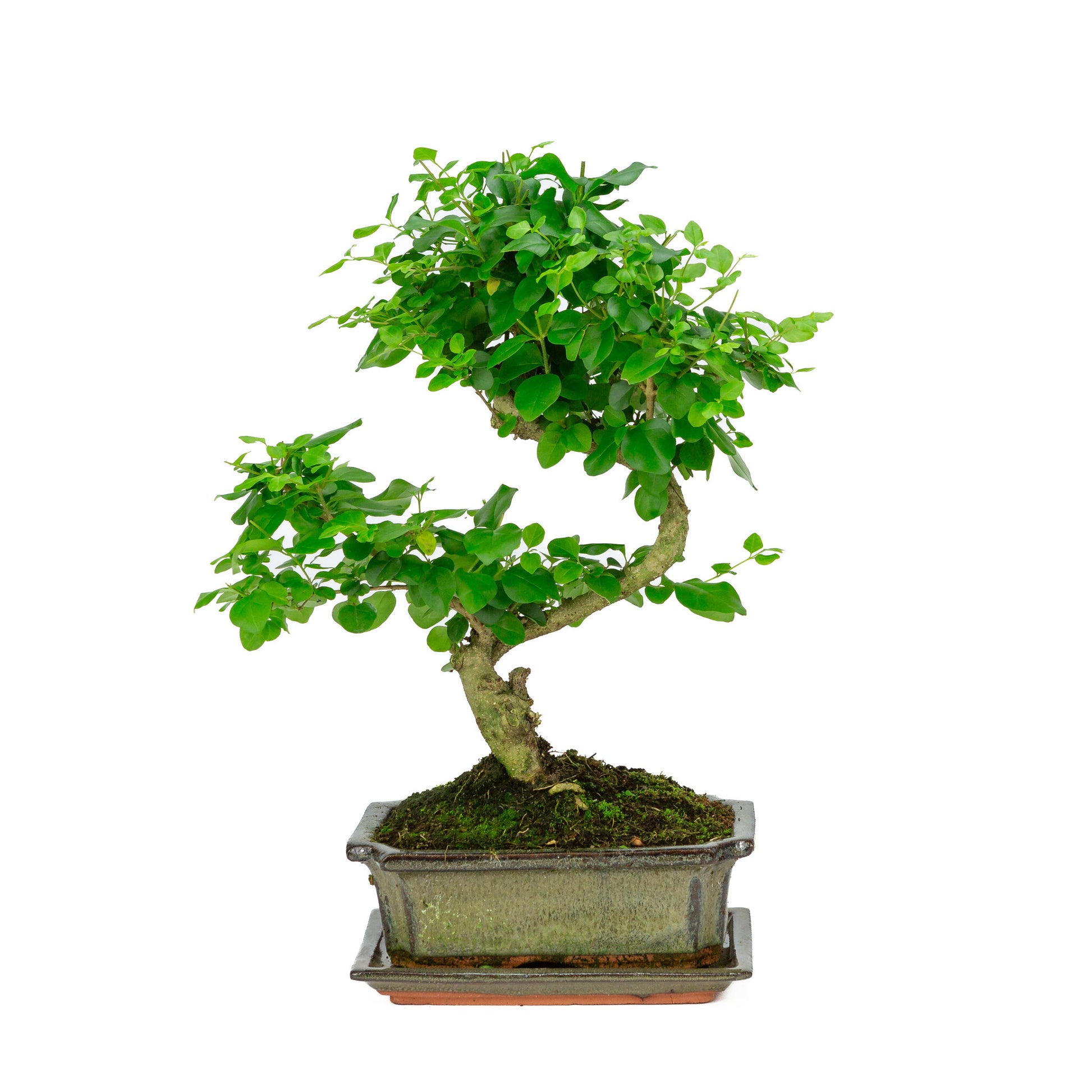 Bonsaï d'intérieur Ligustrum sinensis, pot rectangulaire vert de 20 cm, hauteur ~ 33 cm
