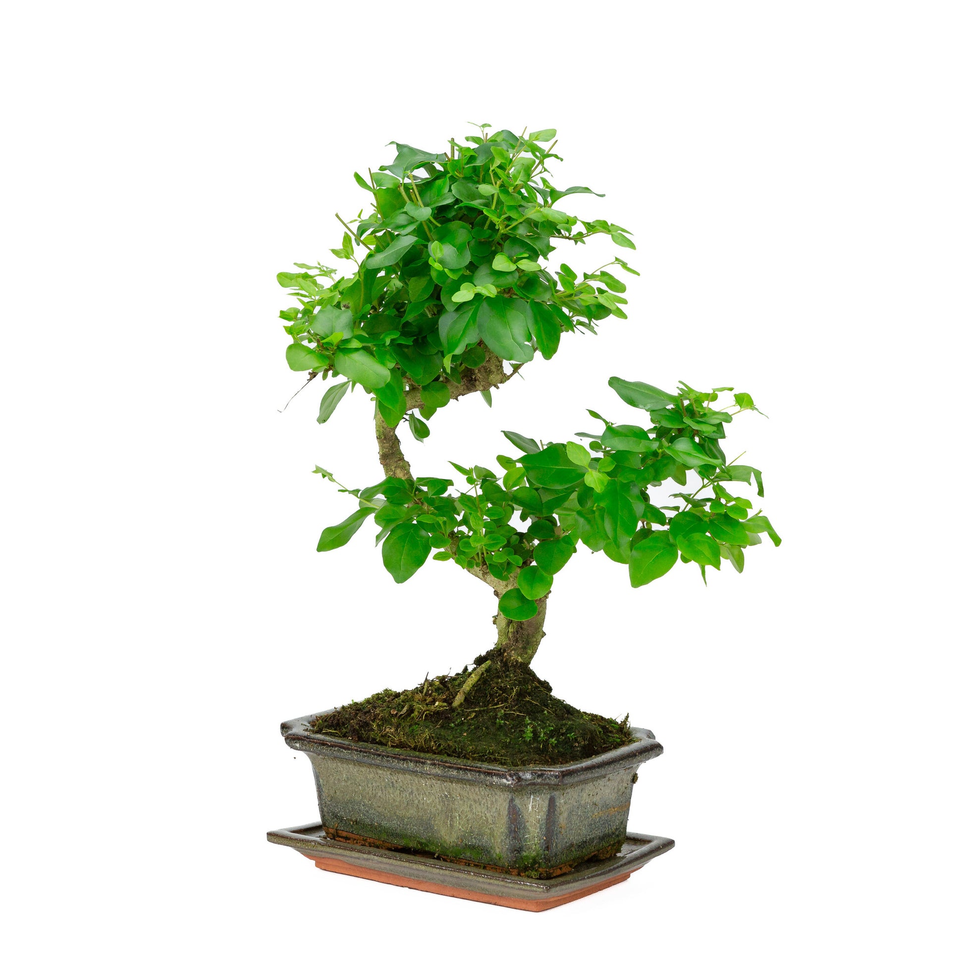Bonsaï d'intérieur Ligustrum sinensis, pot rectangulaire vert de 20 cm, hauteur ~ 33 cm