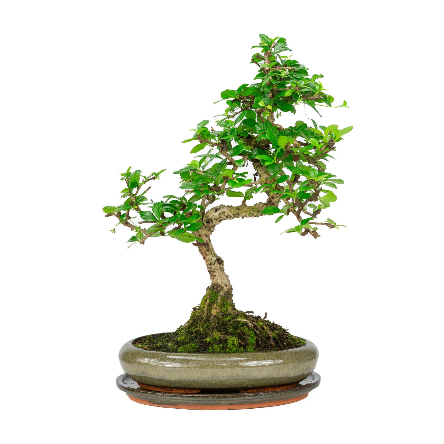 Bonsaï d'intérieur Carmona microphylla, pot ovale vert de 24 cm, hauteur ~33 cm