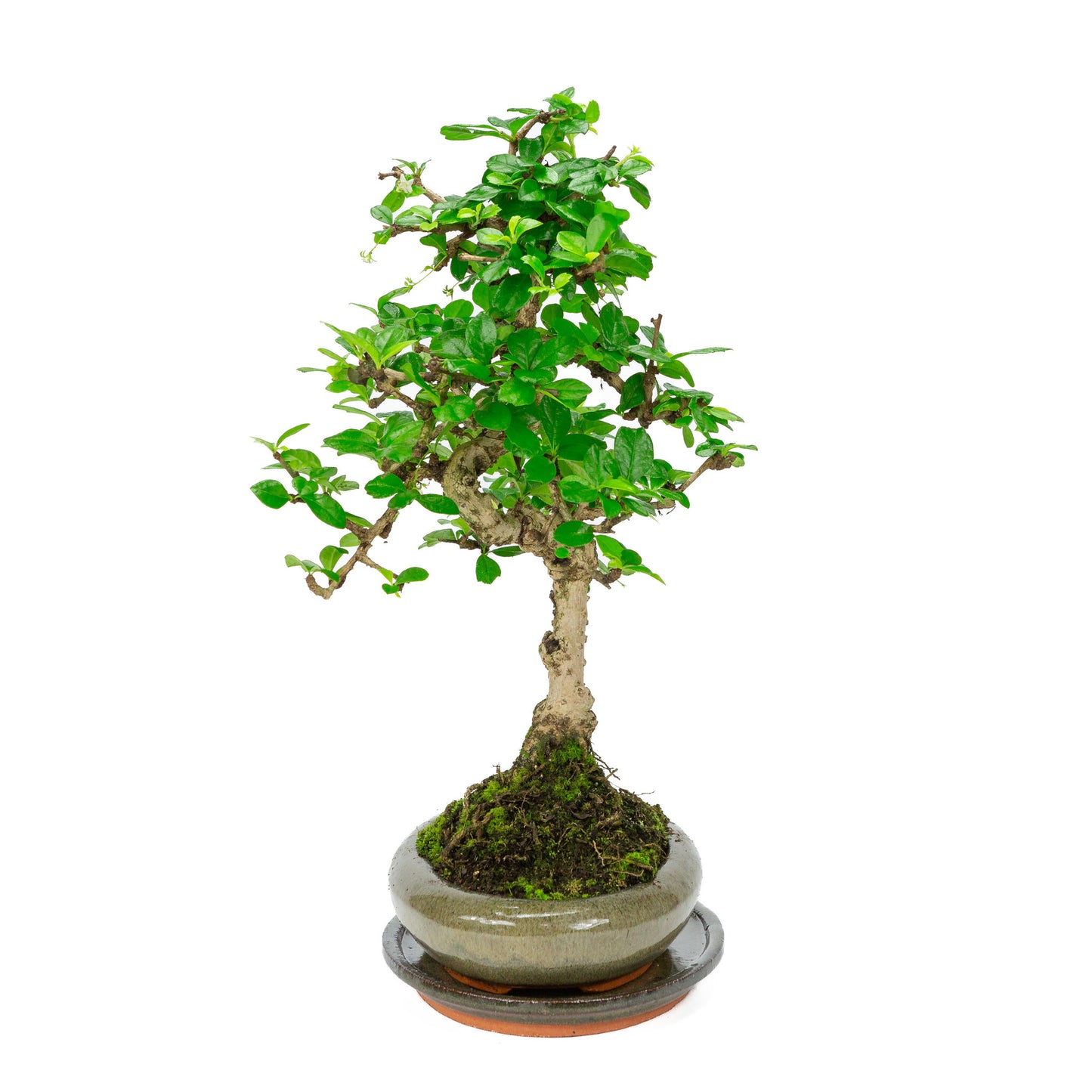 Bonsaï d'intérieur Carmona microphylla, pot ovale vert de 24 cm, hauteur ~33 cm