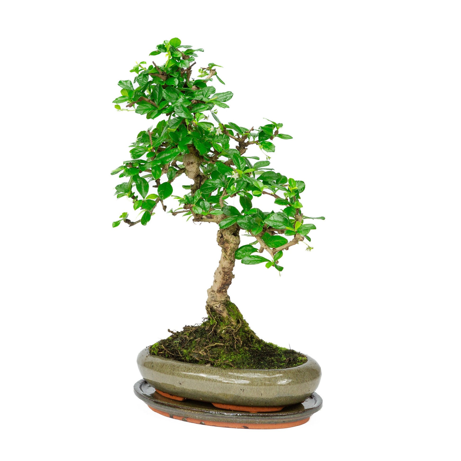 Bonsaï d'intérieur Carmona microphylla, pot ovale vert de 24 cm, hauteur ~33 cm