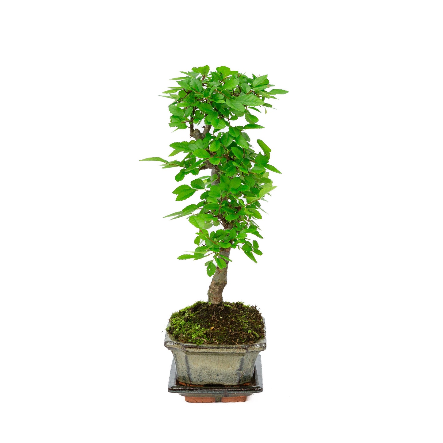 Bonsaï d'intérieur en forme de zelkova, pot rectangulaire vert de 15 cm, hauteur ~ 30 cm