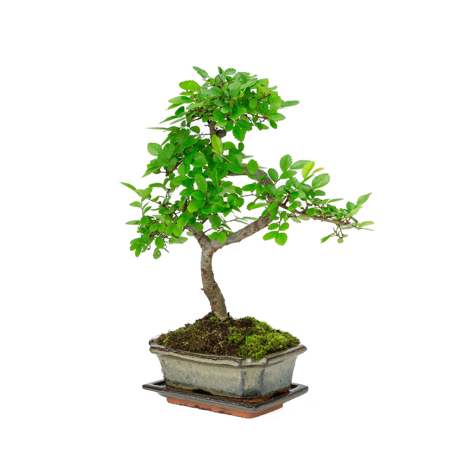 Bonsaï d'intérieur en forme de zelkova, pot rectangulaire vert de 15 cm, hauteur ~ 30 cm