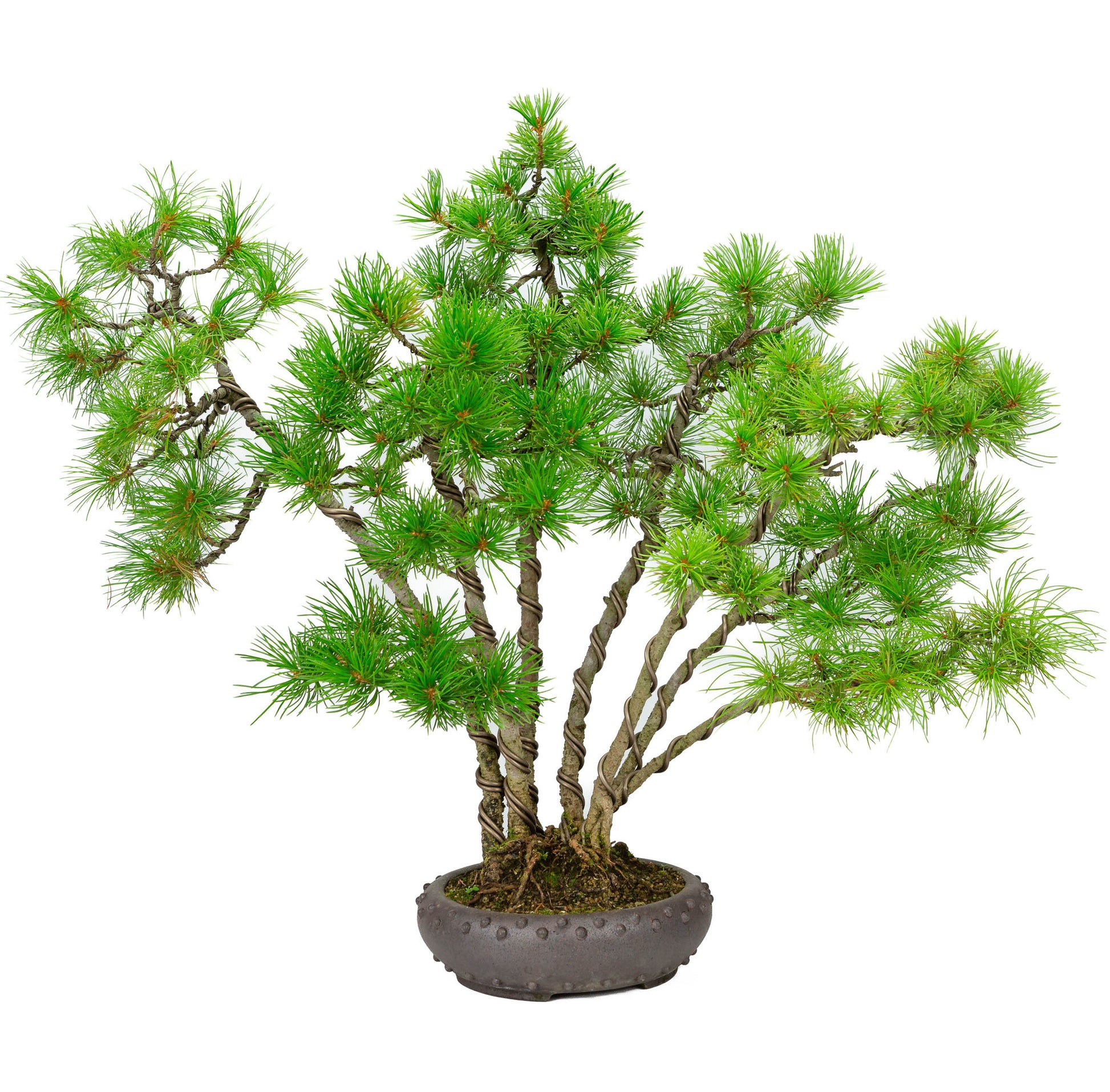 Bonsaï d'extérieur Pinus parviflora en pot rond non émaillé de 19 cm de diamètre, hauteur ~50 cm