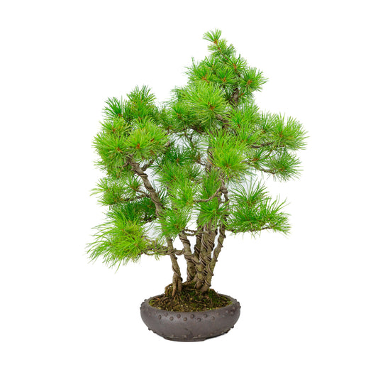 Bonsaï d'extérieur Pinus parviflora en pot rond non émaillé de 19 cm de diamètre, hauteur ~50 cm
