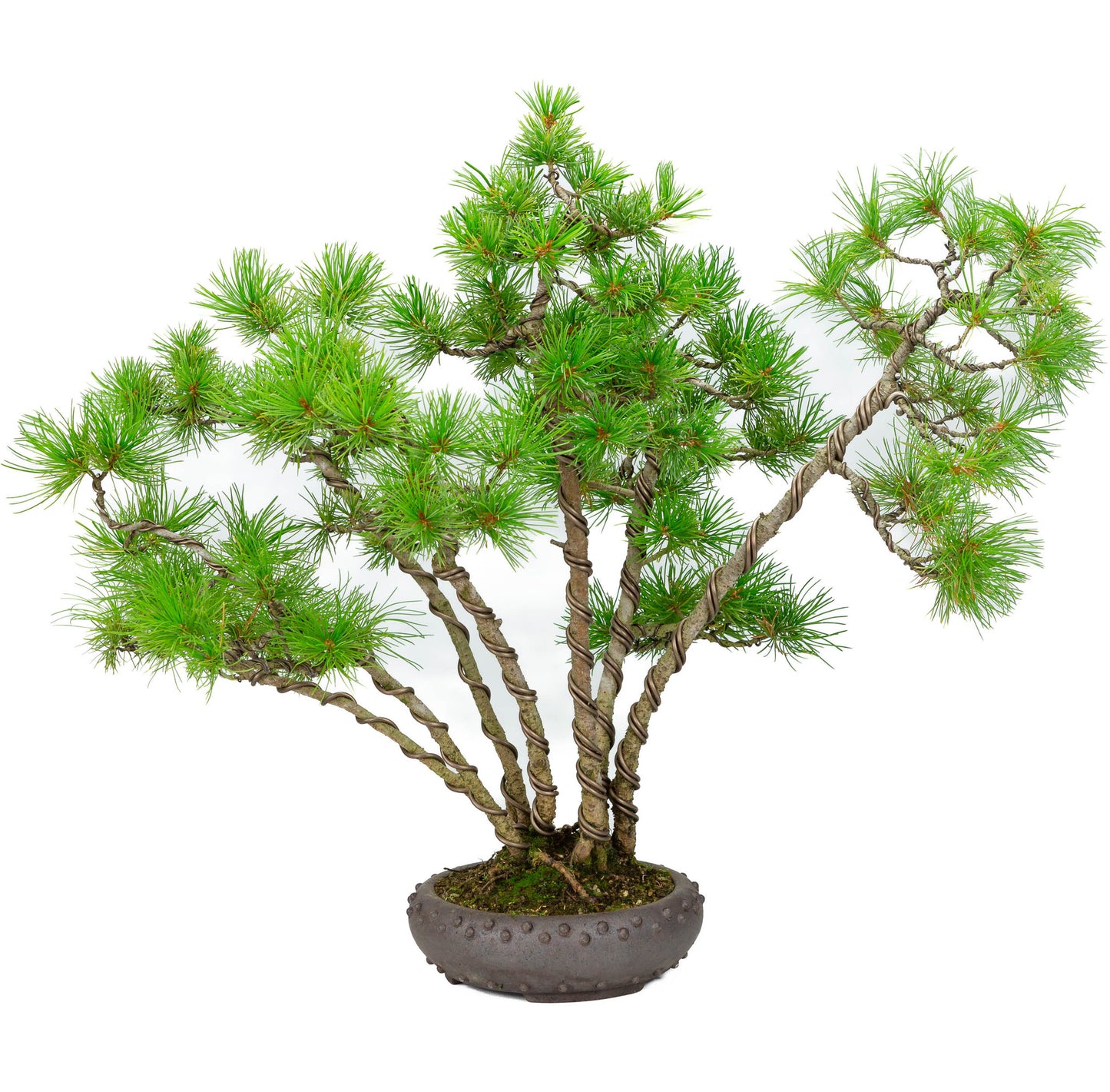 Bonsaï d'extérieur Pinus parviflora en pot rond non émaillé de 19 cm de diamètre, hauteur ~50 cm