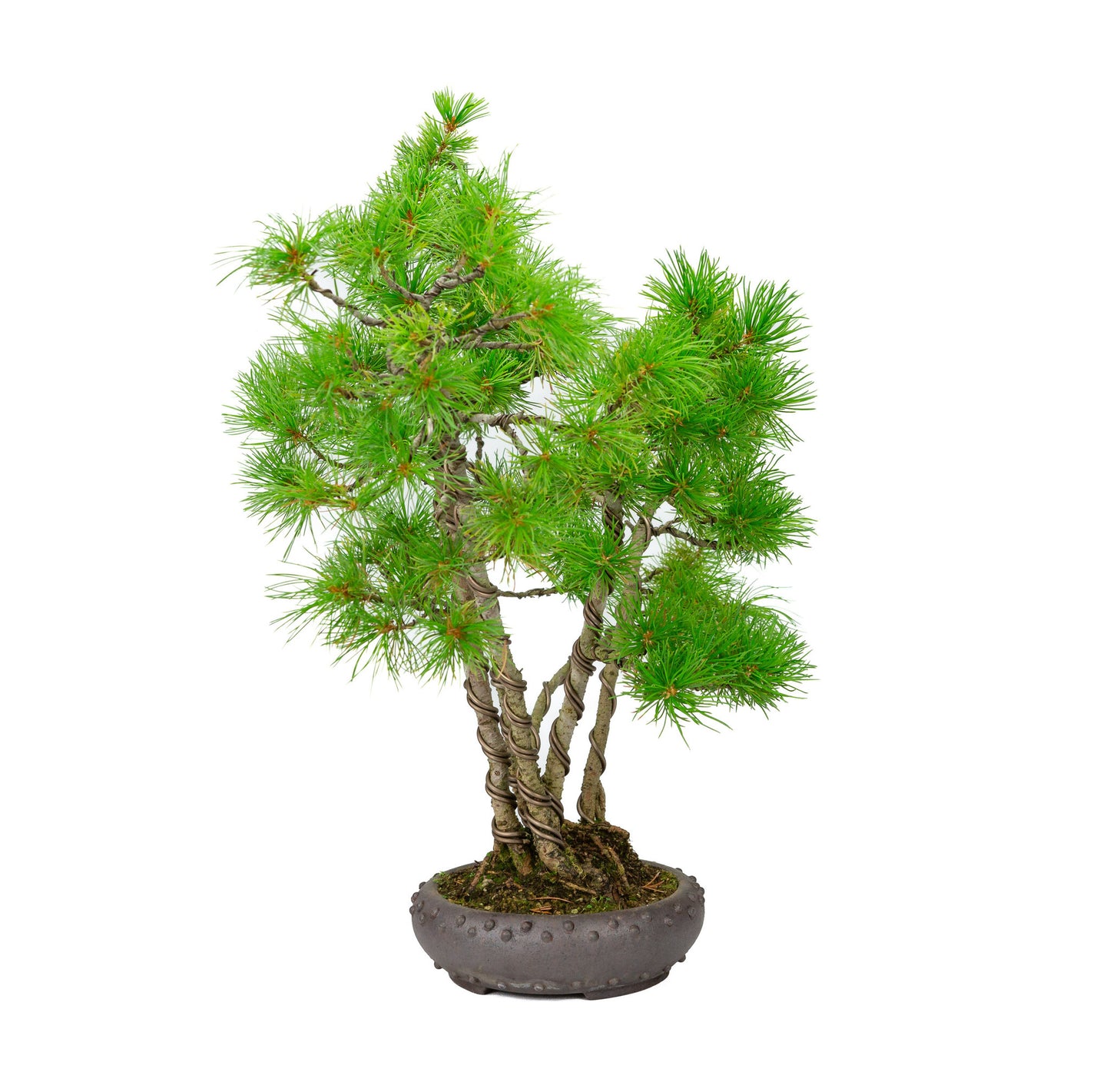 Bonsaï d'extérieur Pinus parviflora en pot rond non émaillé de 19 cm de diamètre, hauteur ~50 cm