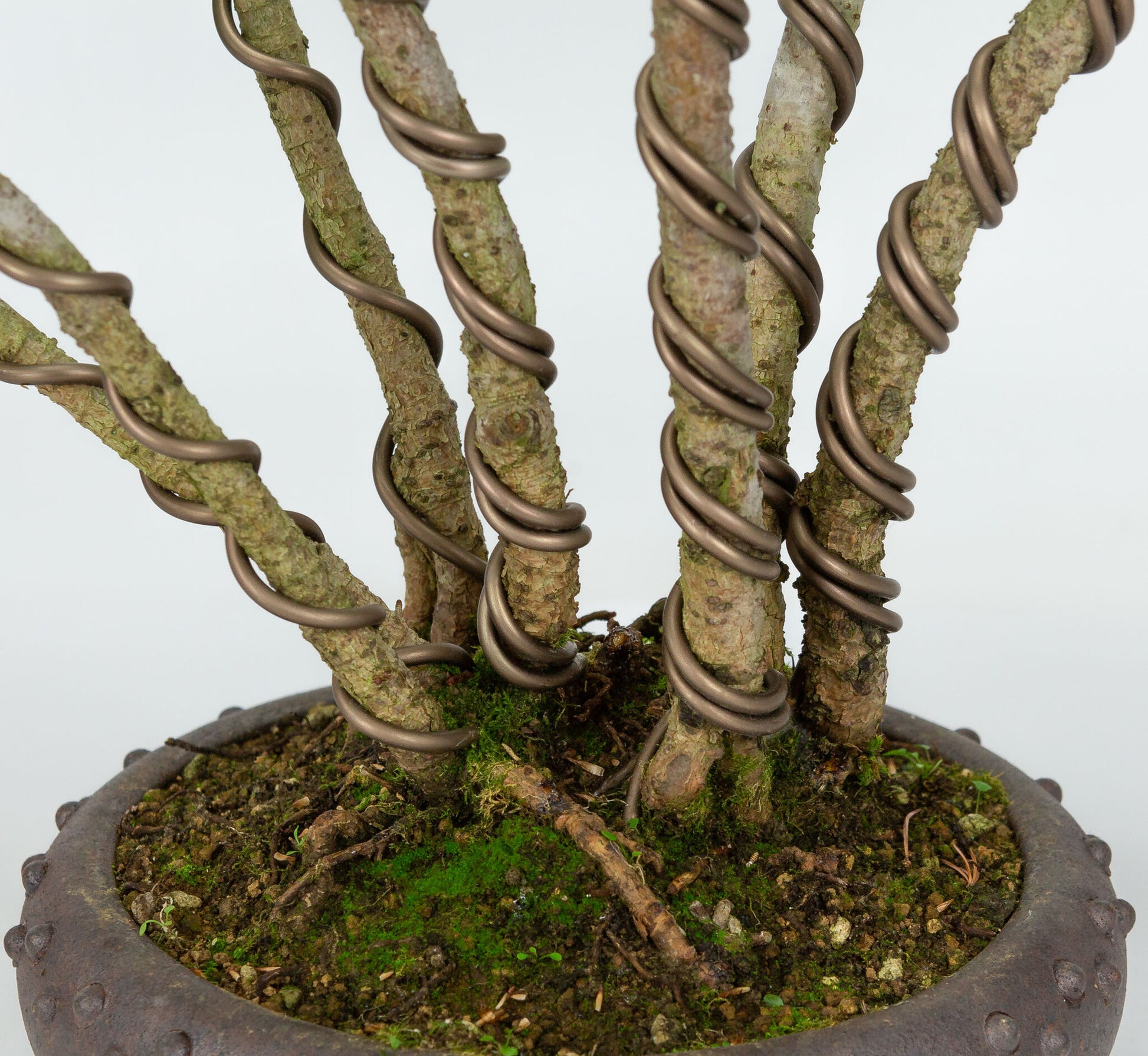 Bonsaï d'extérieur Pinus parviflora en pot rond non émaillé de 19 cm de diamètre, hauteur ~50 cm