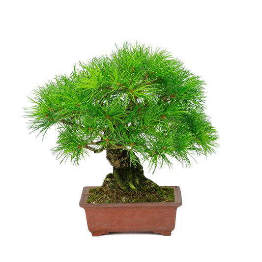 Bonsaï d'extérieur Pinus parviflora, pot rectangulaire non émaillé de 15 cm, hauteur ~28 cm