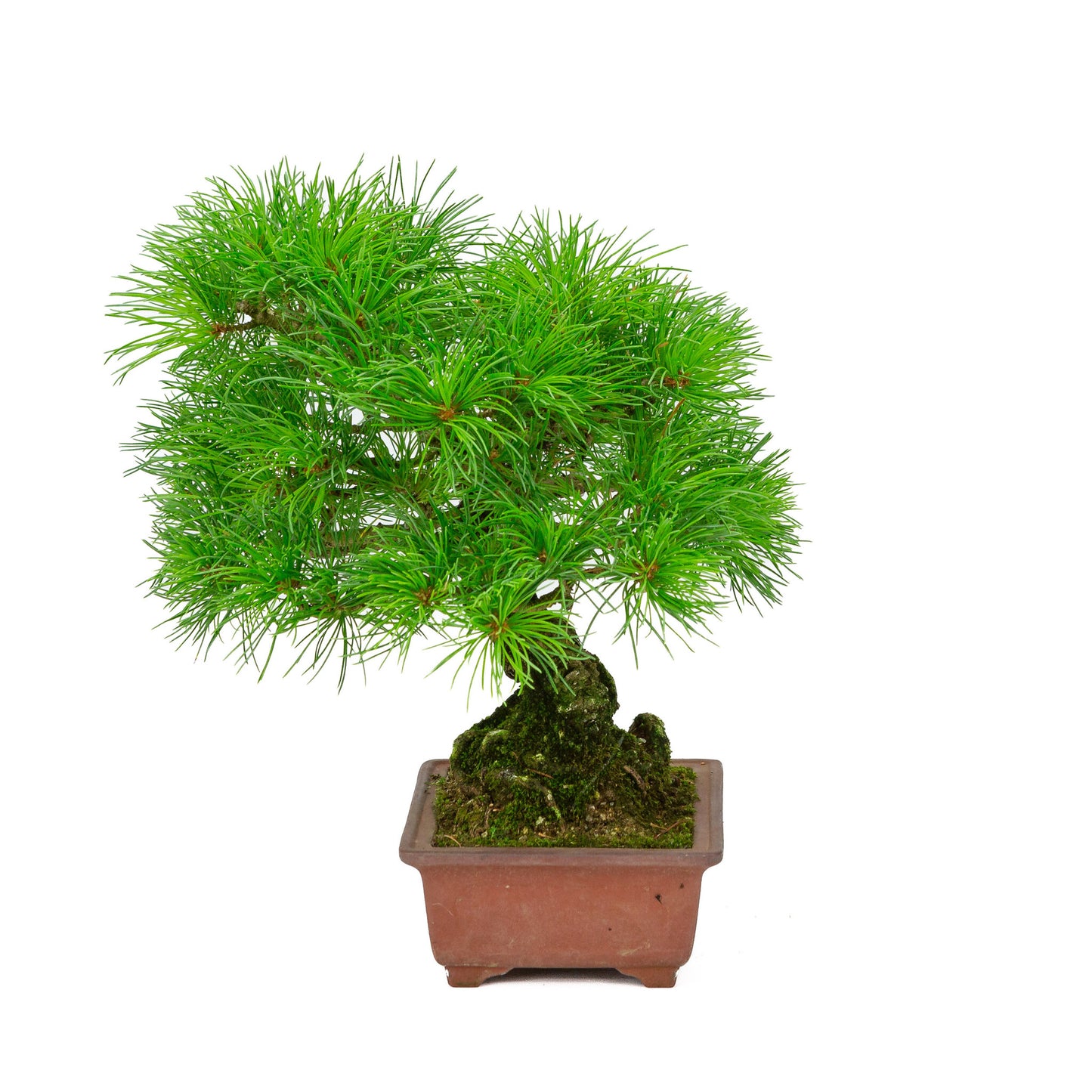 Bonsaï d'extérieur Pinus parviflora, pot rectangulaire non émaillé de 15 cm, hauteur ~28 cm